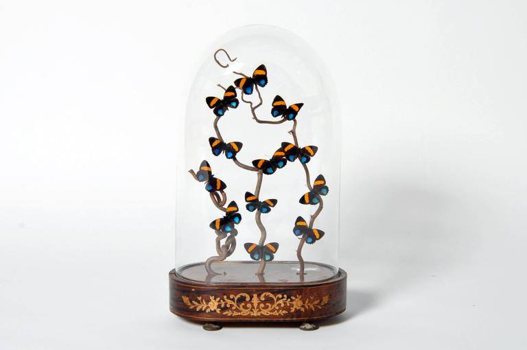 Decorative Cloche with Butterfly Display at 1stDibs