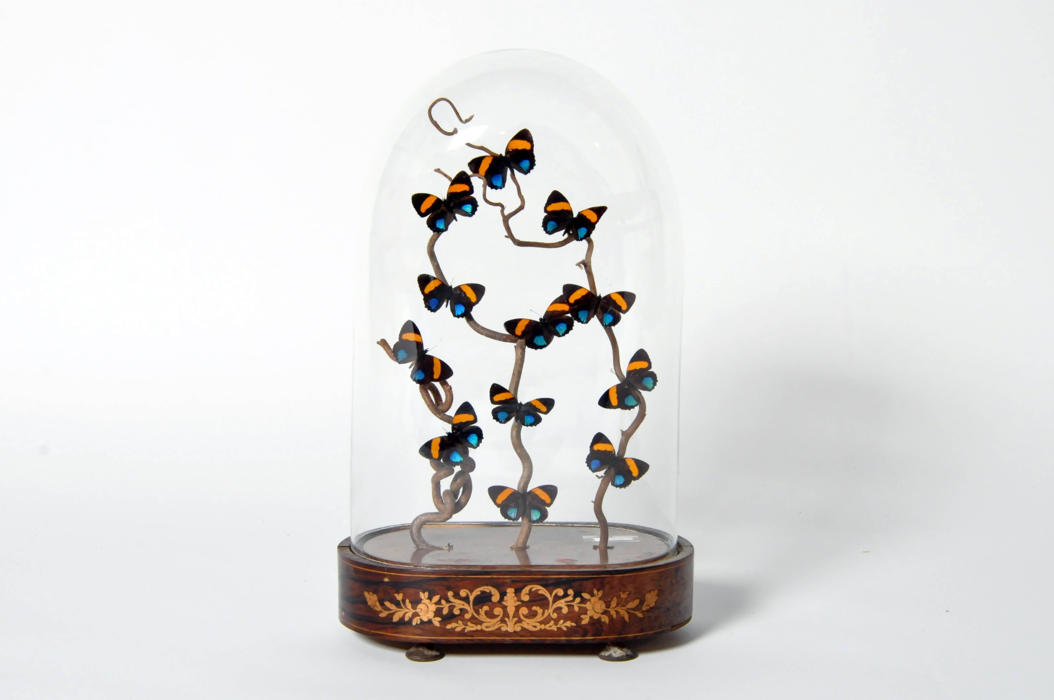 This decorative cloche is from France and features a beautiful butterfly display.
Add a unique and elegant burst of color to any room with this stunning butterfly dome. Extending up from the wood base, the specimens rest on twigs, preserved in a