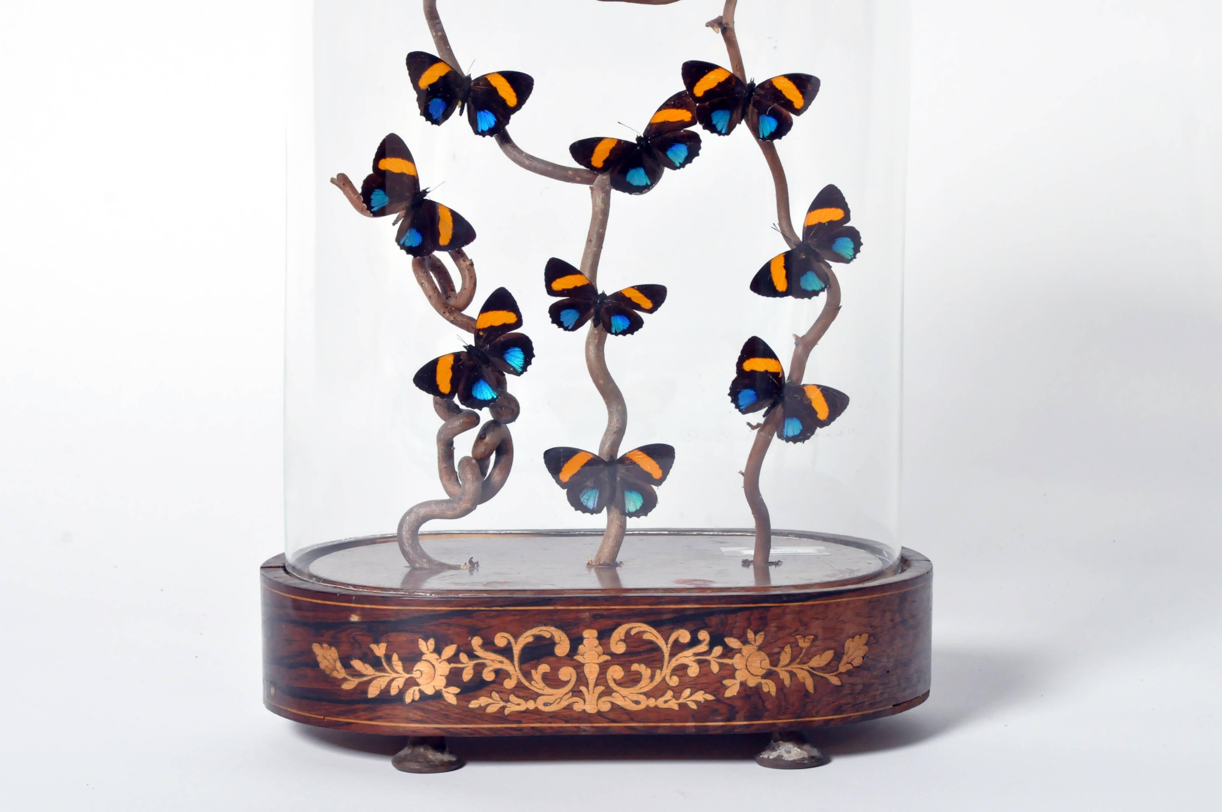 20th Century Decorative Cloche with Butterfly Display