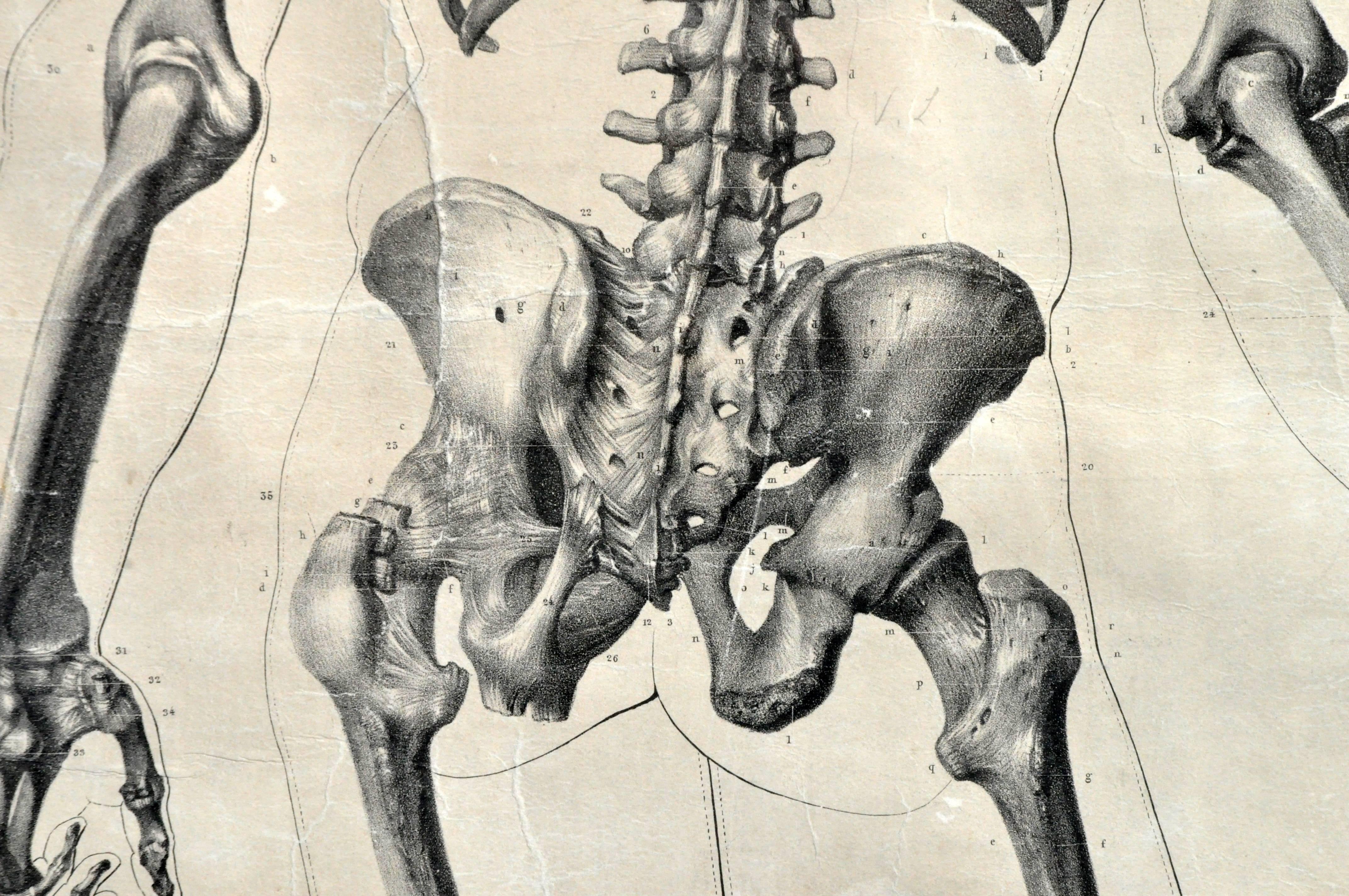 Italian Black and White Medical Print Skeletal Structure 5