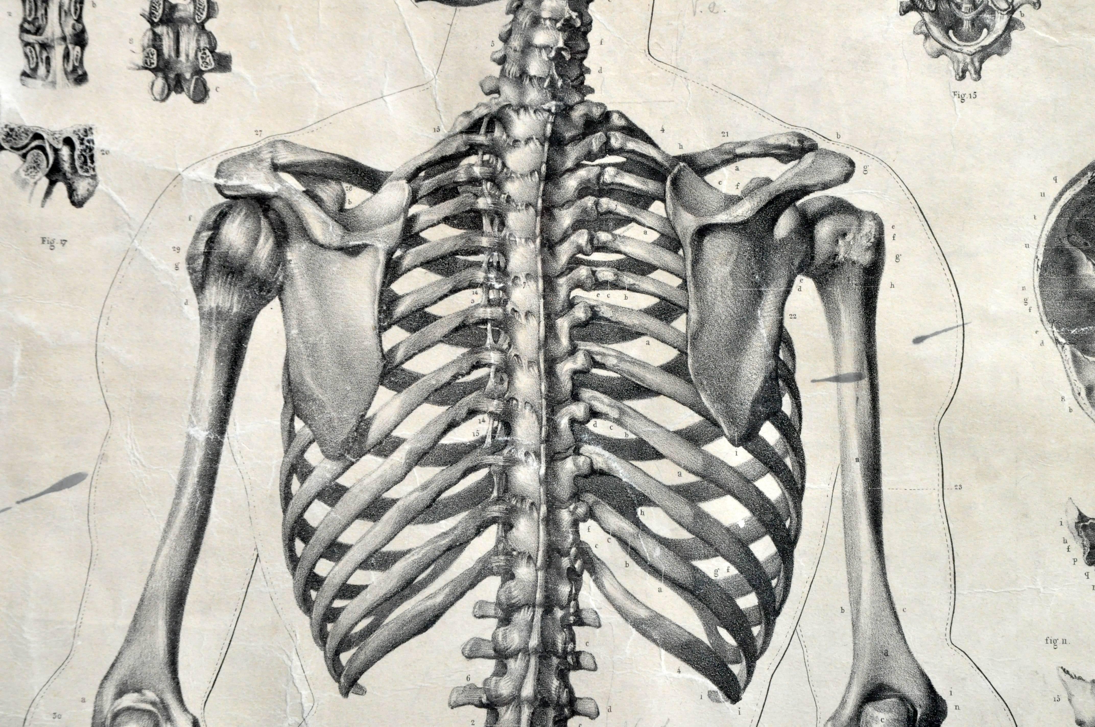 Italian Black and White Medical Print Skeletal Structure 4