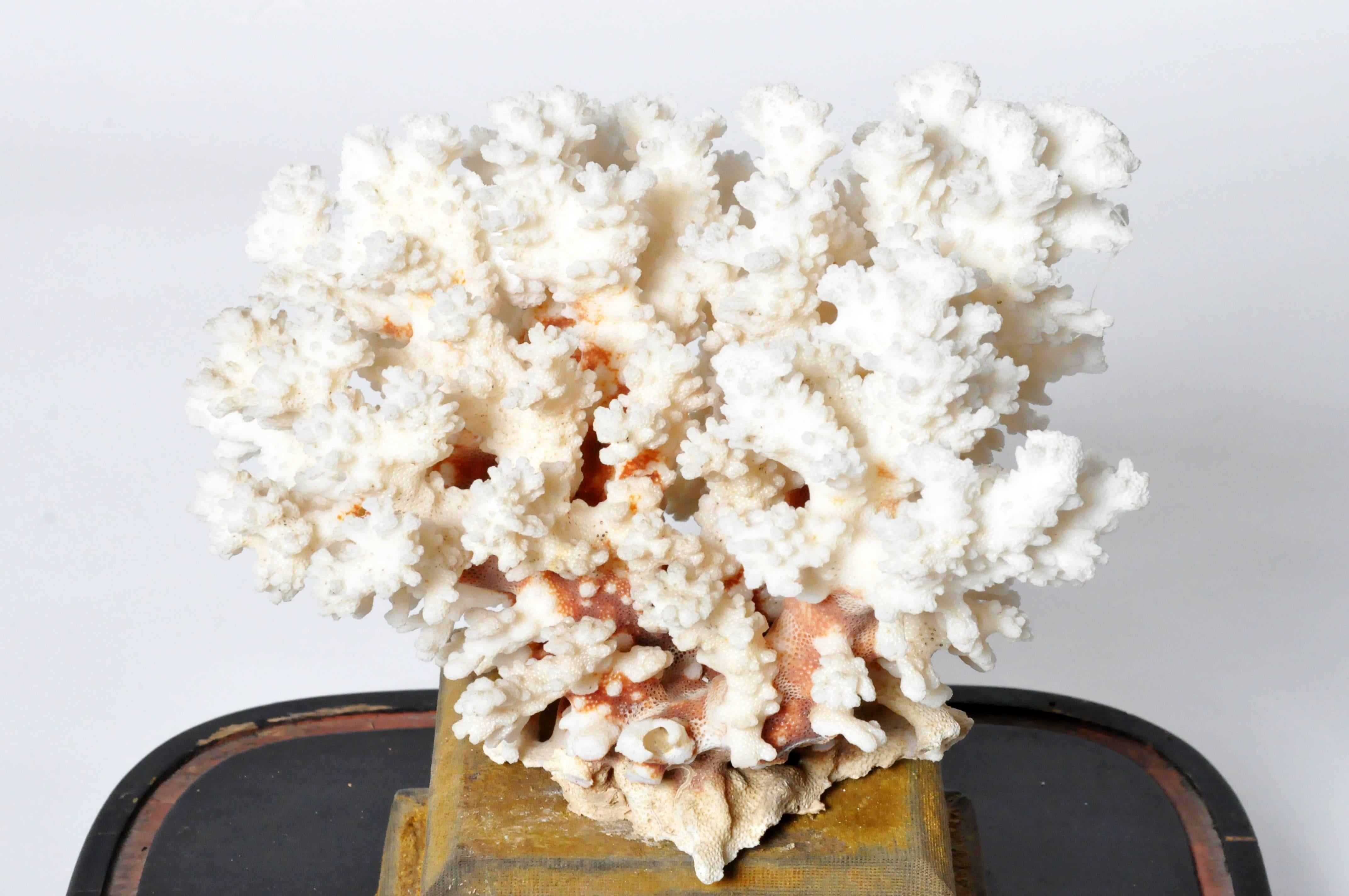French Display Cloche with Coral