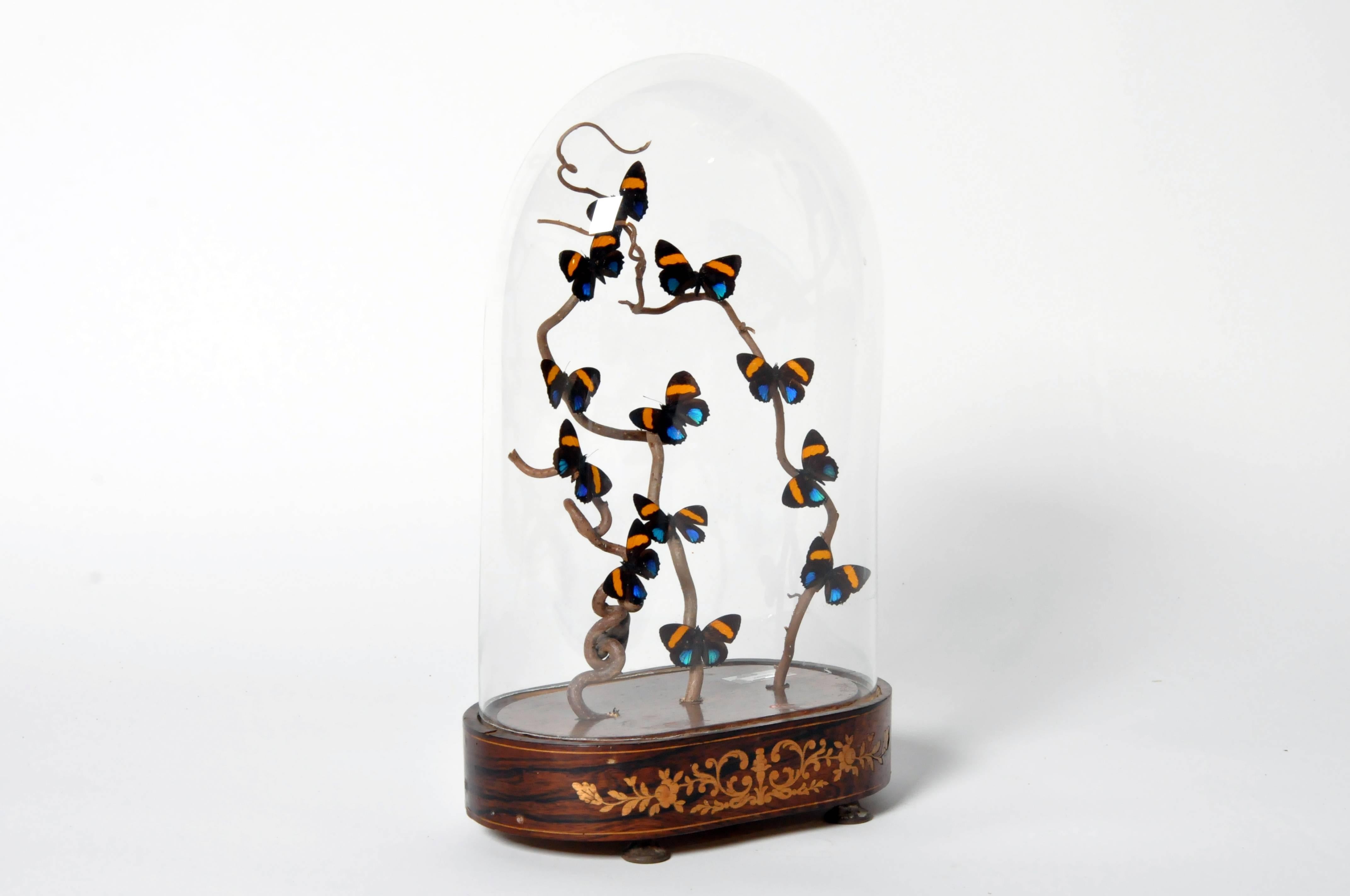 butterfly cloche display