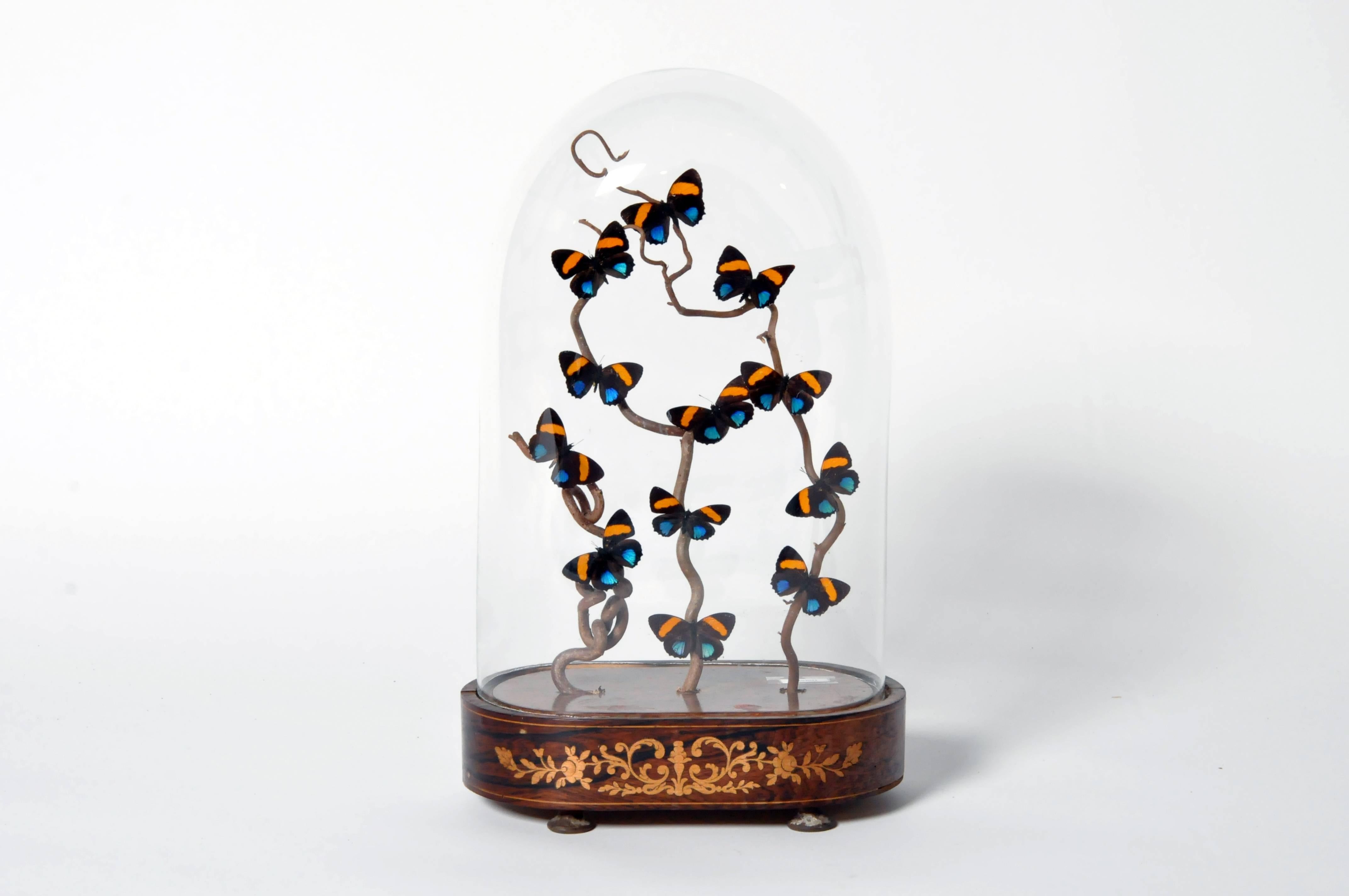 Decorative Cloche with Butterfly Display 2
