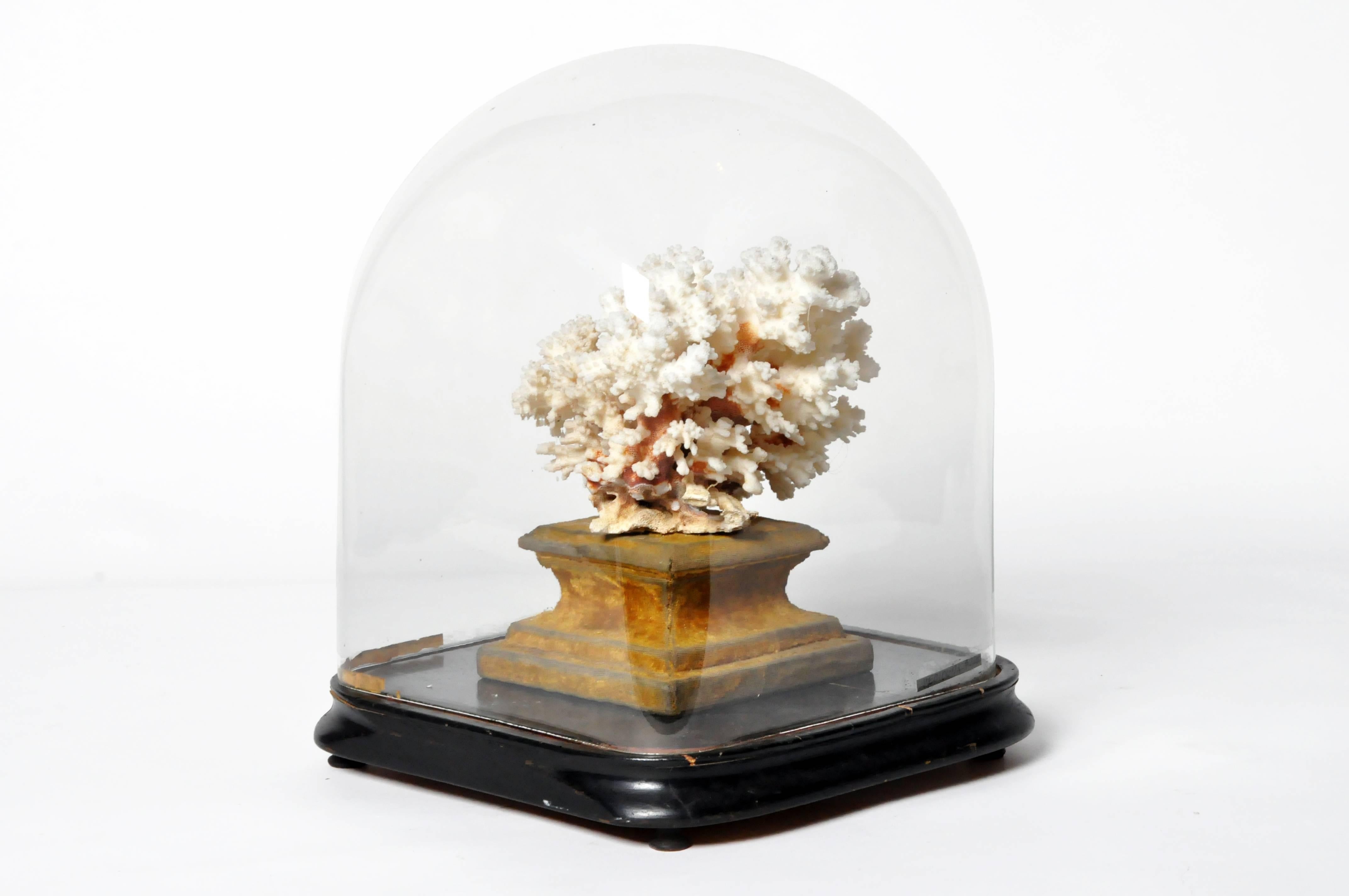 This gorgeous coral is encased in a display cloche is from France and is made from pine wood, coral, and glass, circa 20th century. This piece is ideal to accent any room with.