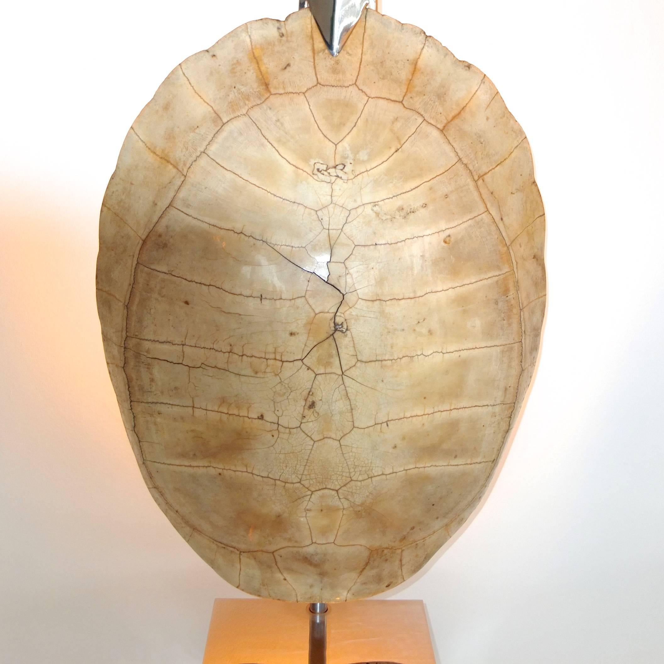 American Exotic & Sculptural Floor Lamp with Tortoise Shell Reflector