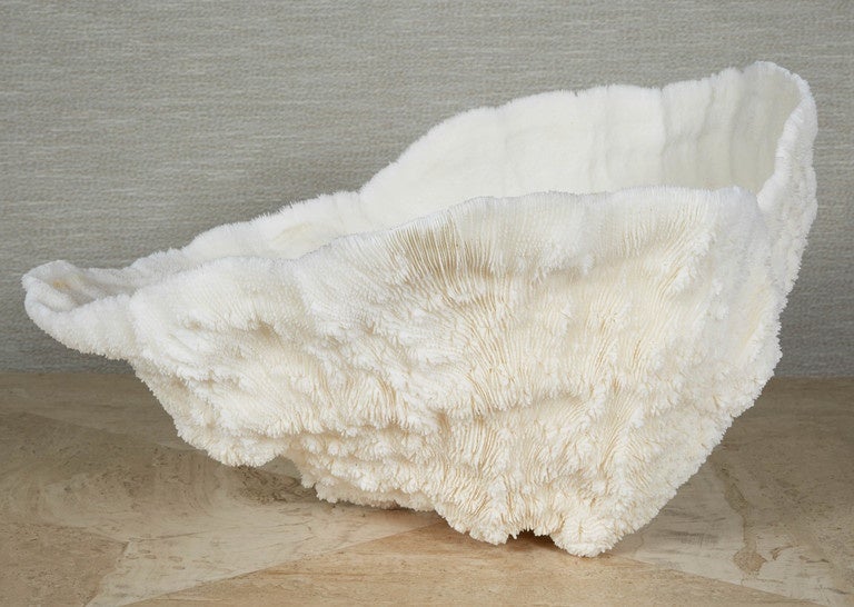 Large white coral specimen. Remarkably intact with no visible breaks.