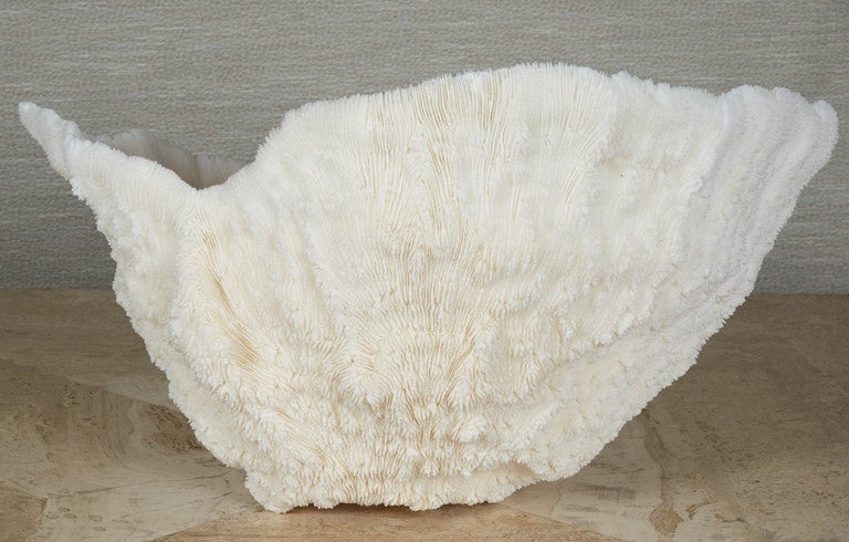 20th Century Large White Coral Specimen