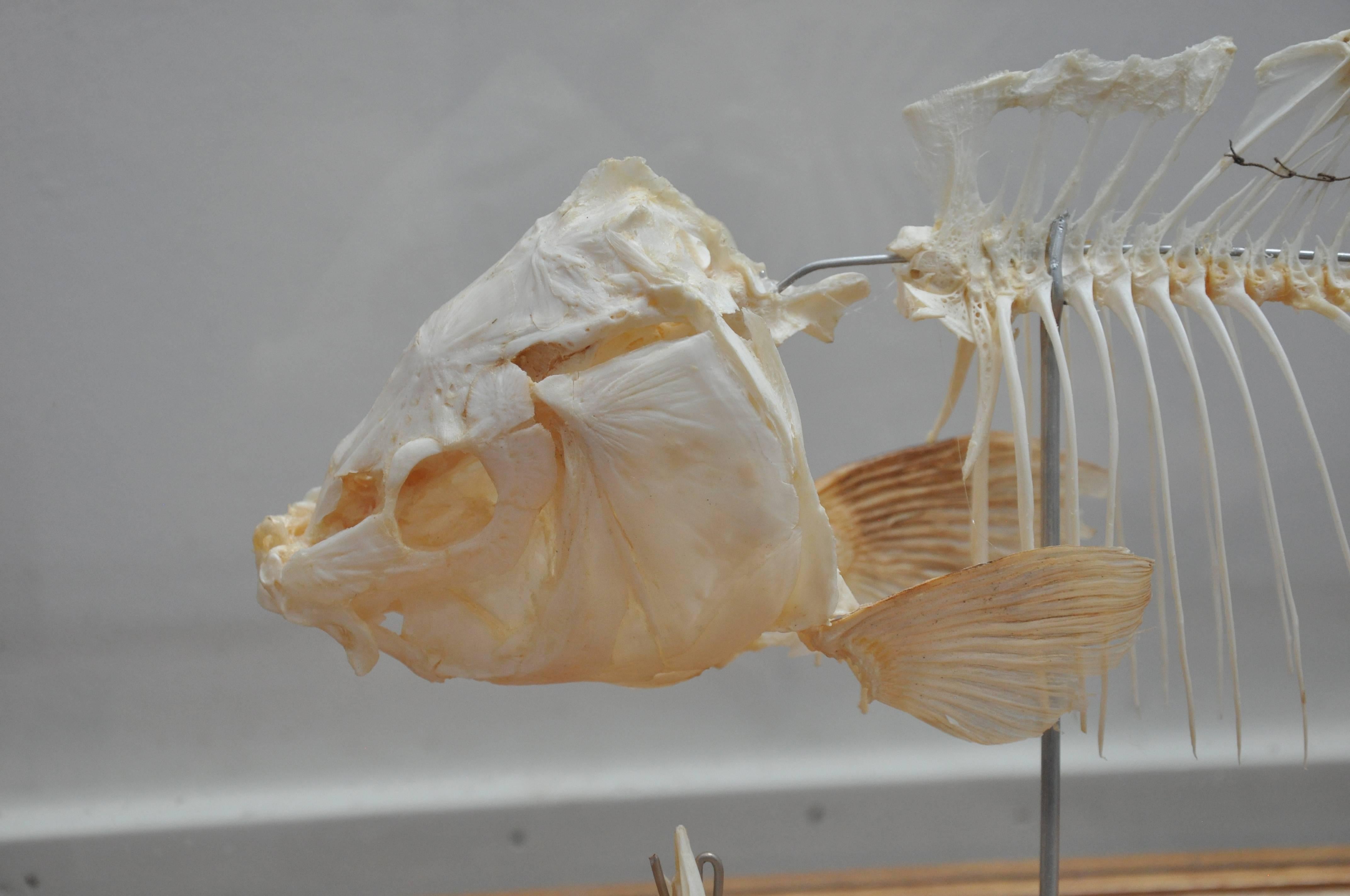 Early 20th century antique fish skeleton in glass display case found in Germany.

Dimensions: 22.5