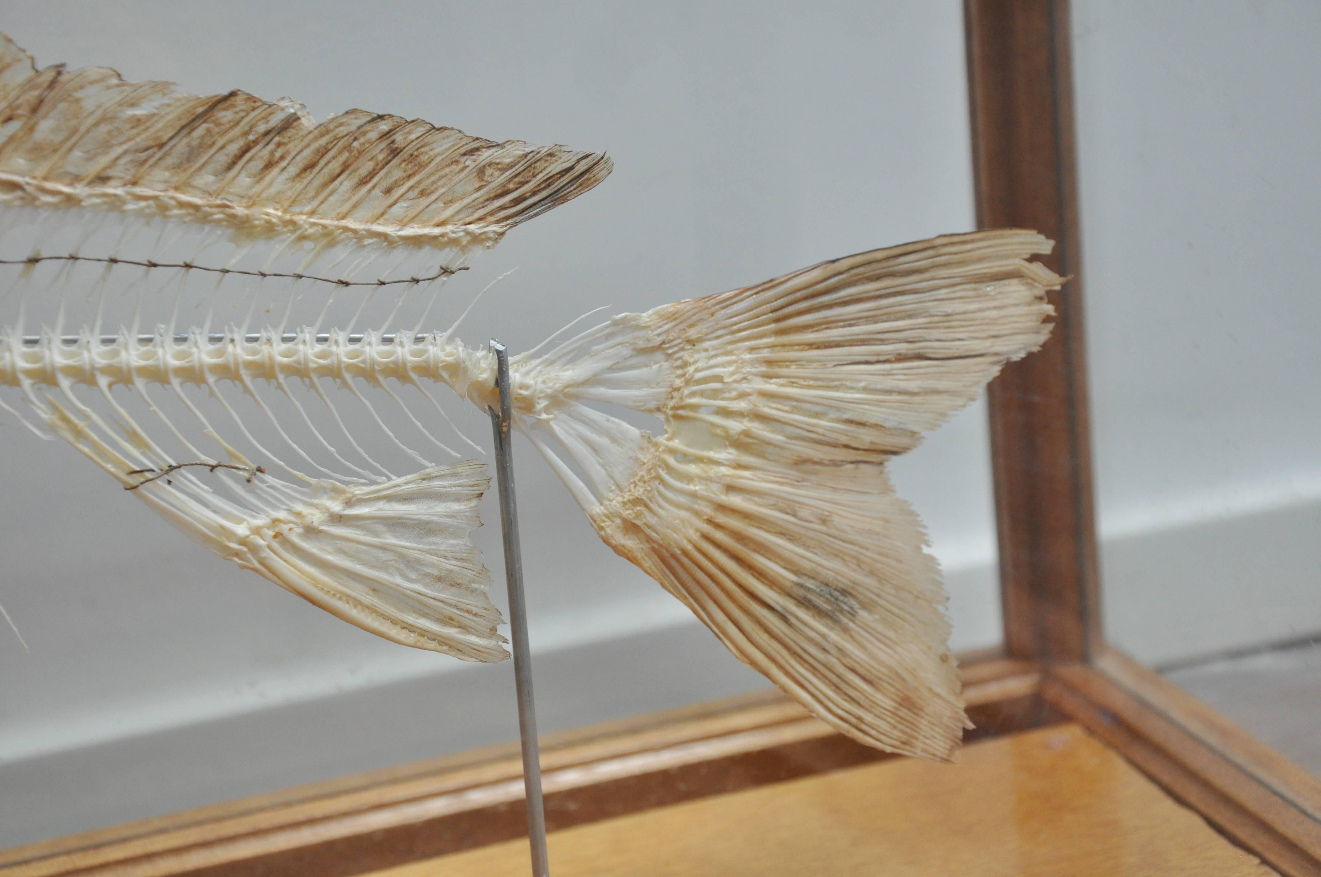 German Early 20th Century Antique Fish Skeleton in Glass Display Case