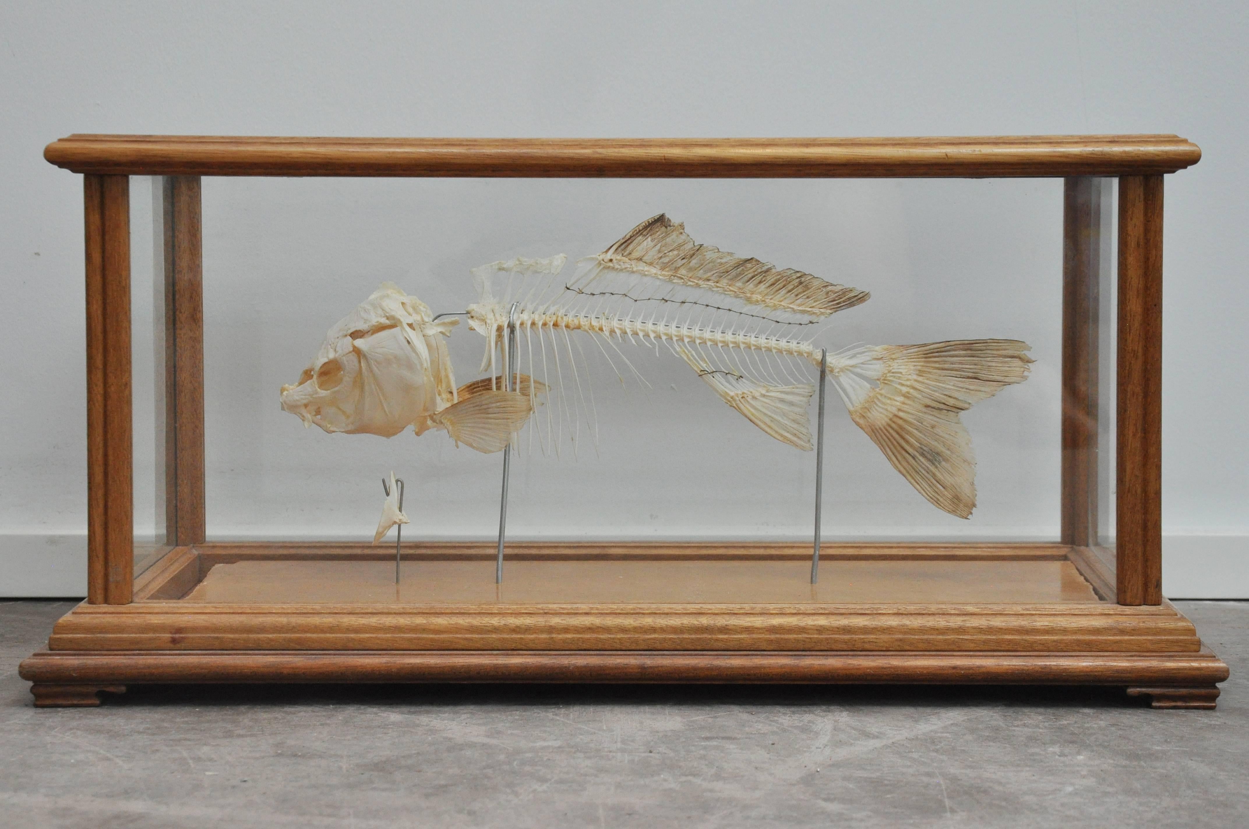 Wood Early 20th Century Antique Fish Skeleton in Glass Display Case