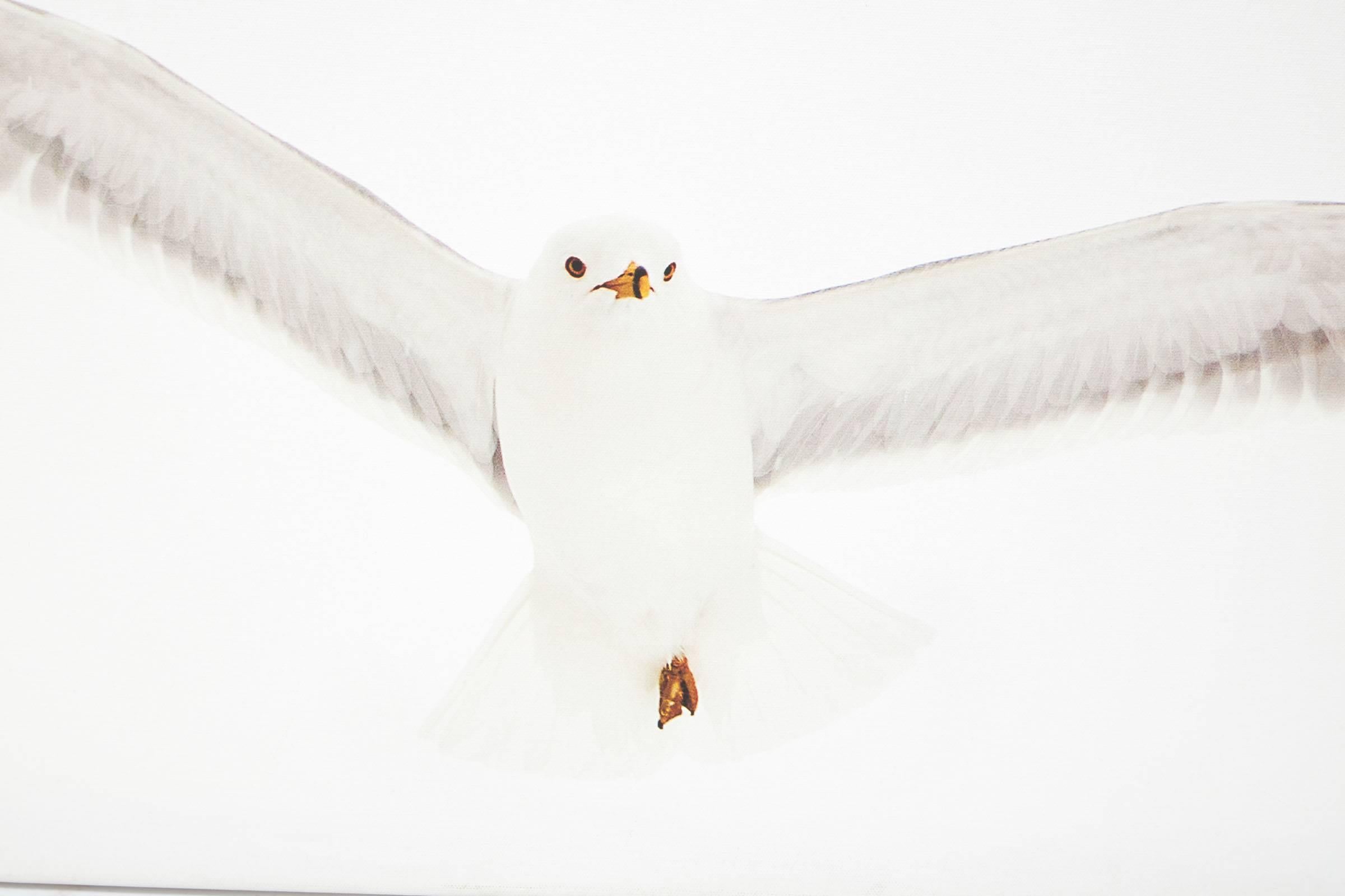 21st century seagull photograph by Janet Mesic-Mackie
Janet Mesic-Mackie is a Chicago based photographer who shoots interiors for shelter publications worldwide. Additionally, she works as an art photographer using themed series such as this