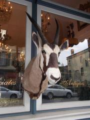 African Gemsbok "Oryx Gazella" Antelope Shoulder Mount, 20th Century