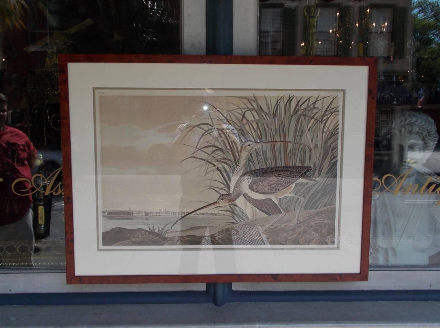 American Audubon hand colored lithograph by Macmillan, under conservation glass, framed in burl walnut, long-billed curlew in Charleston Harbor. The Birds of America, Number 47, Plate CC-XXXI, Circa 1937.