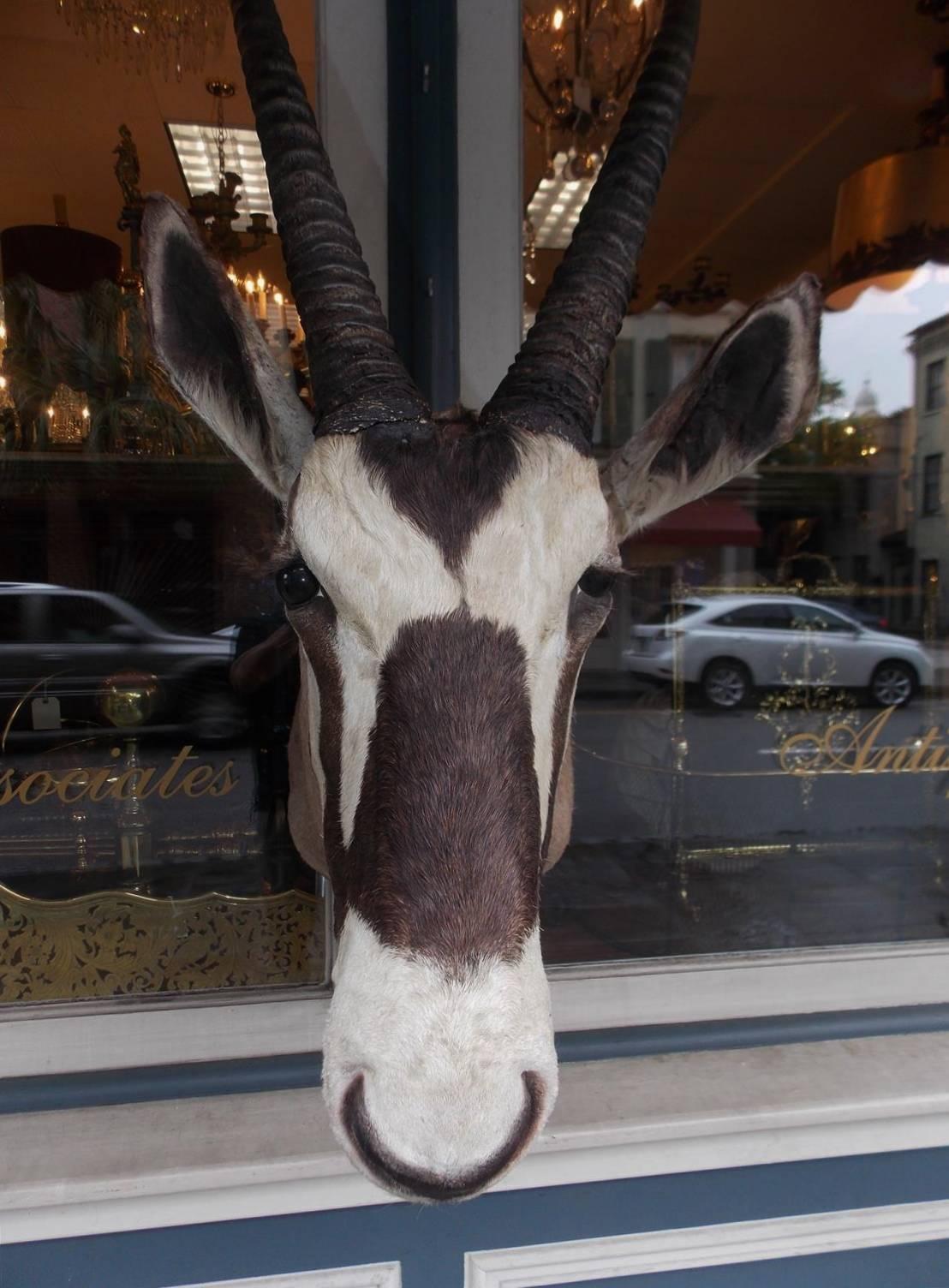 Montura de hombro de antílope africano gemsbok 