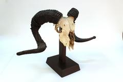 Decorative Ibex Skull