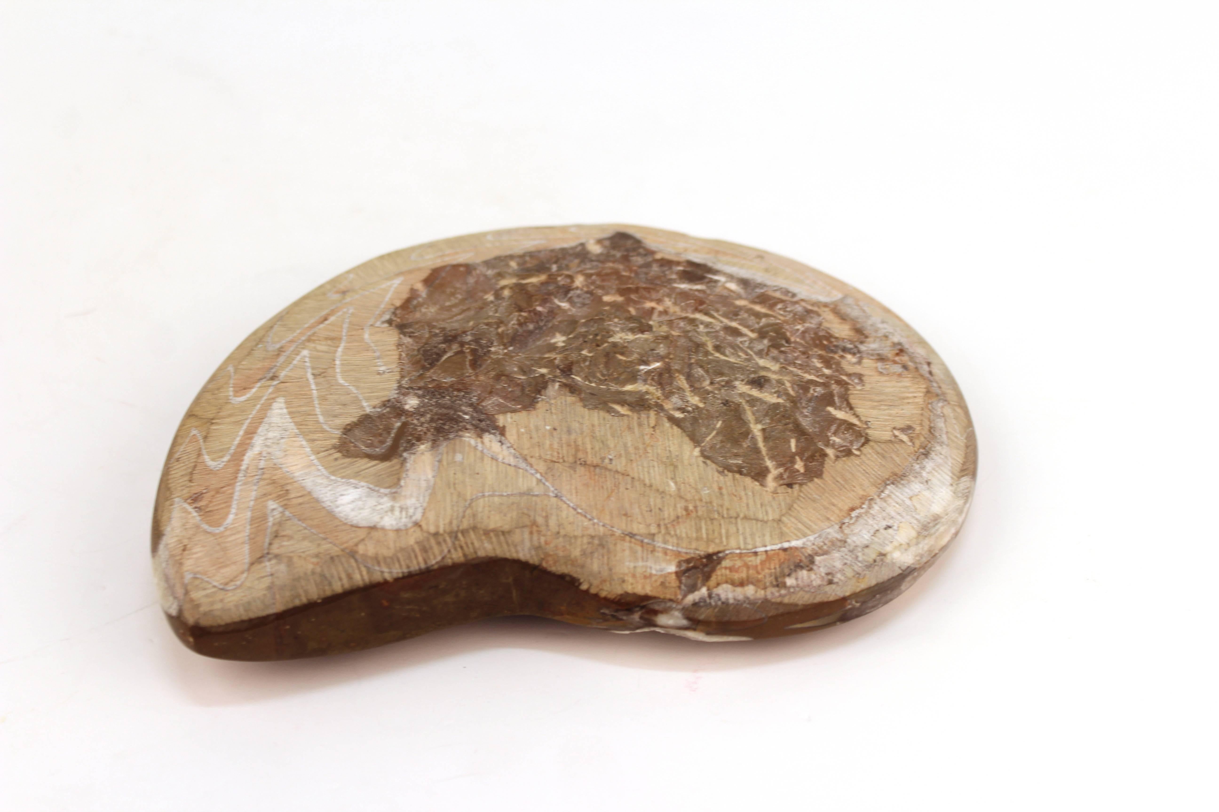 cephalopod fossil for sale