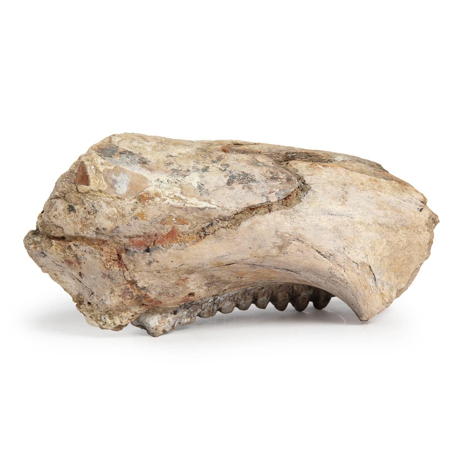 Fossilized Mammoth Jaw 1
