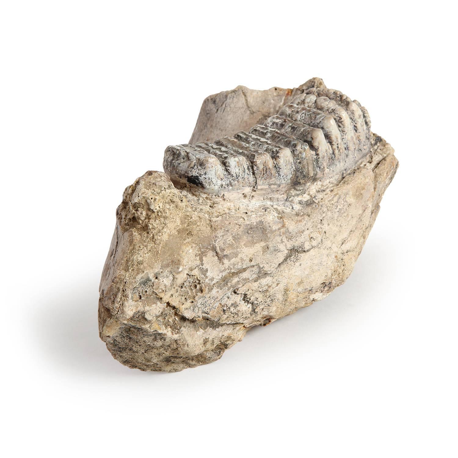Prehistoric Fossilized Mammoth Jaw