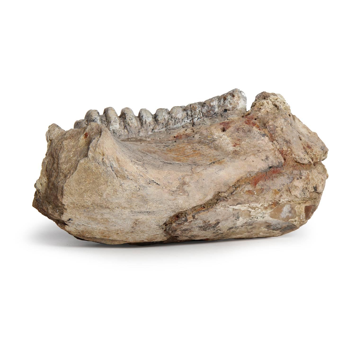 Fossilized Mammoth Jaw In Good Condition In Sagaponack, NY