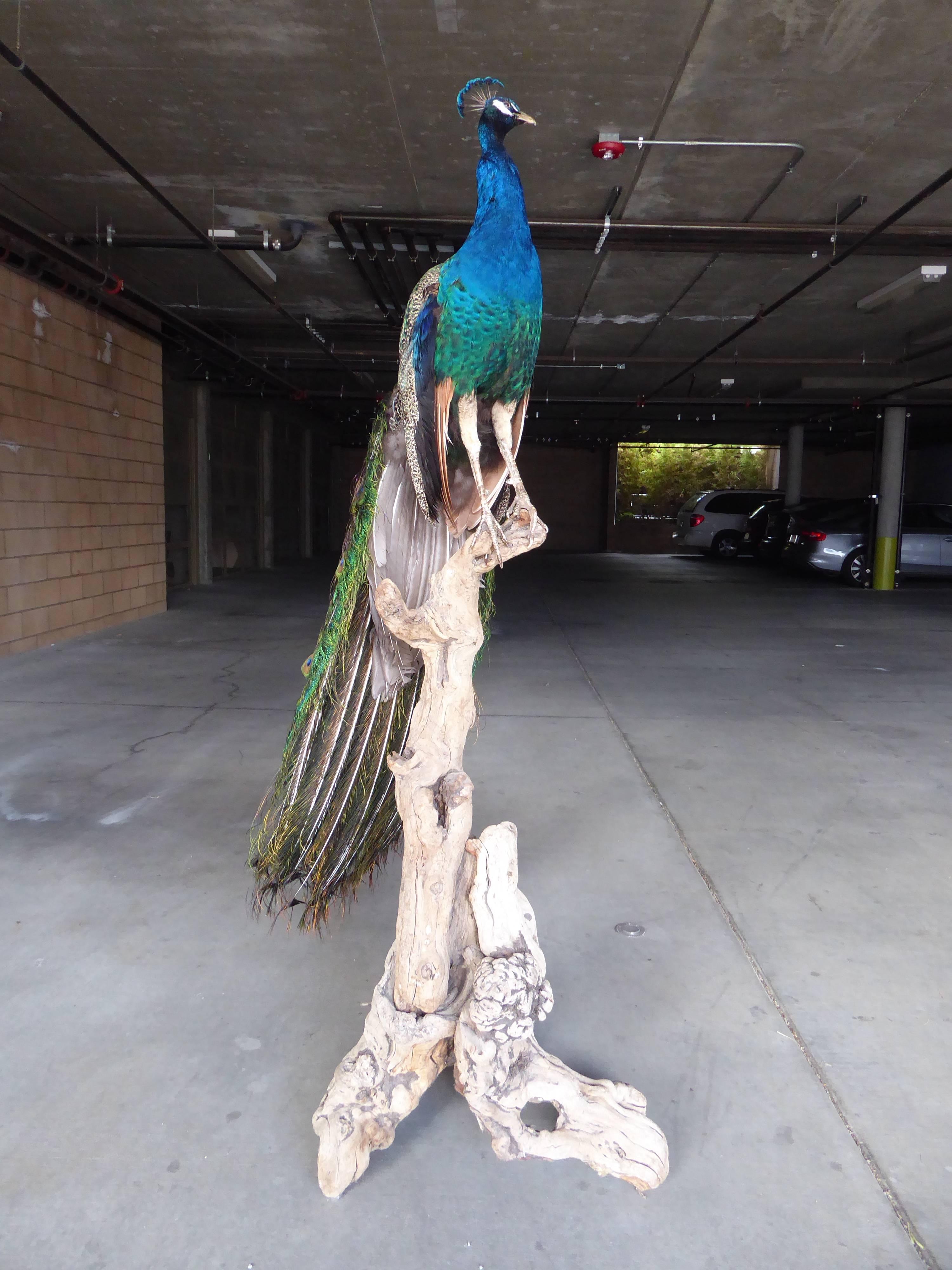 American Spectacular Tall Vintage Taxidermy Peacock on Driftwood Stand For Sale