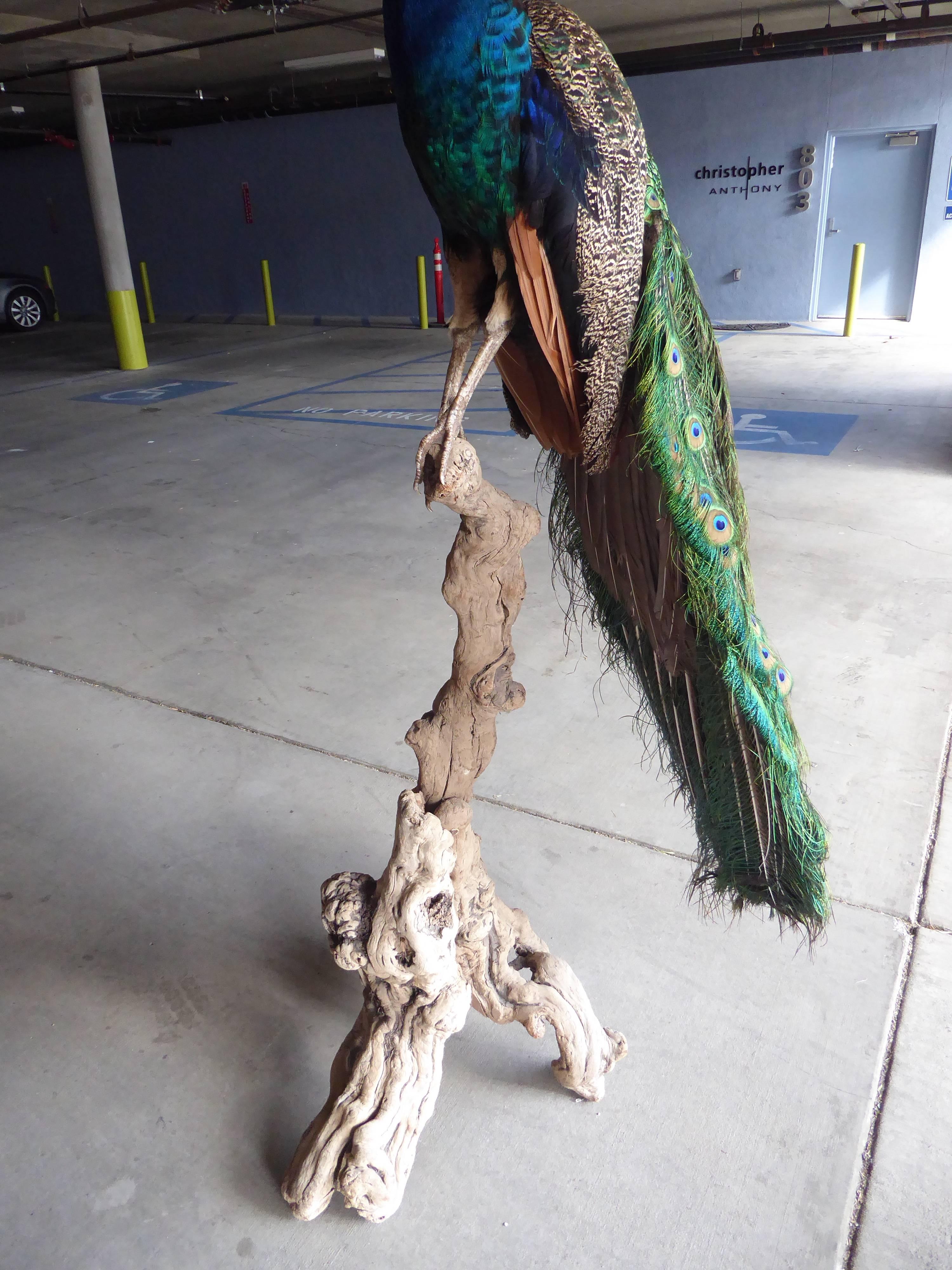 Spectacular Tall Vintage Taxidermy Peacock on Driftwood Stand For Sale 2