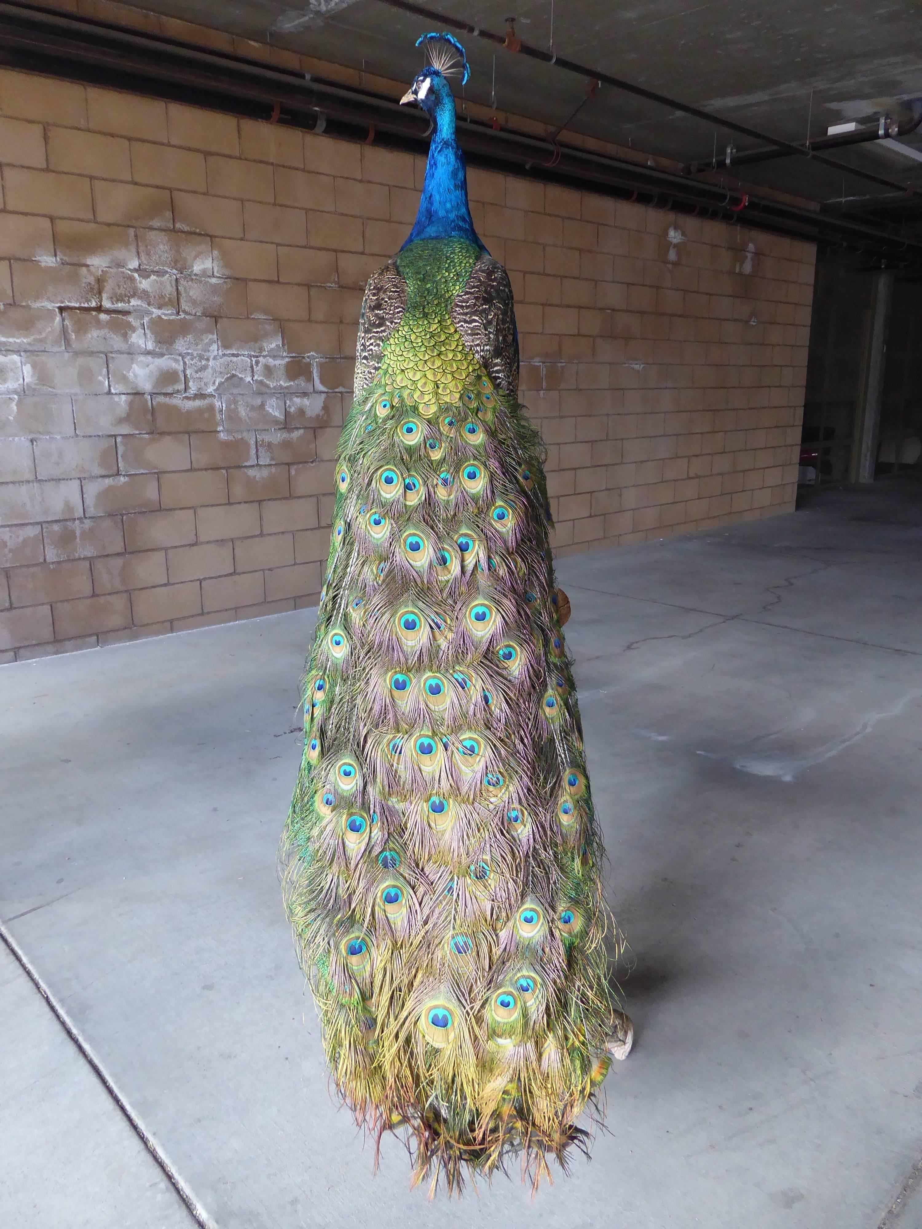 A fabulous, colorful and intact taxidermy Peacock mounted on a tall driftwood stand. The 