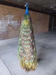 Spectacular Tall Vintage Taxidermy Peacock on Driftwood Stand