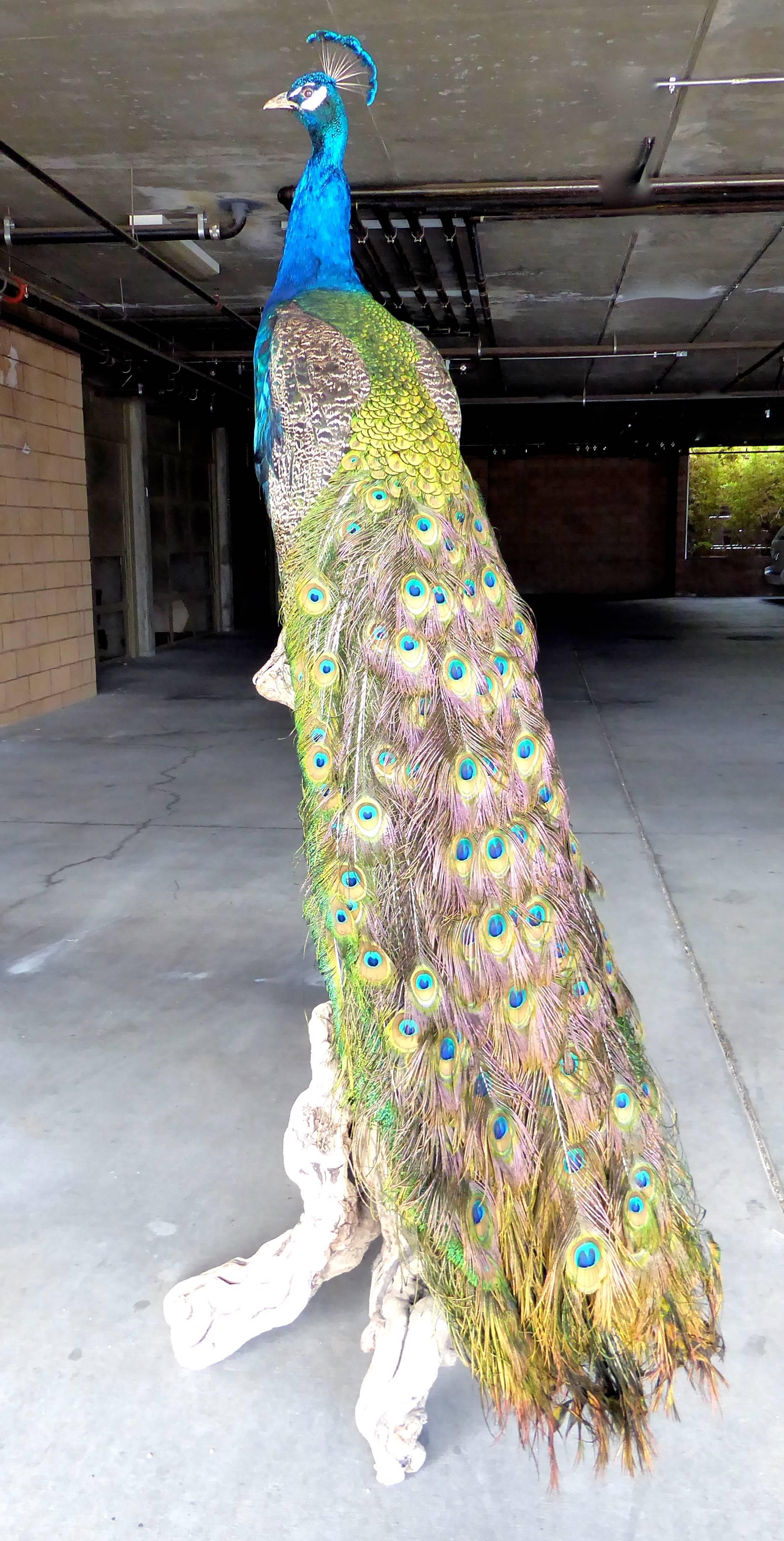 Spectacular Tall Vintage Taxidermy Peacock on Driftwood Stand For Sale 4