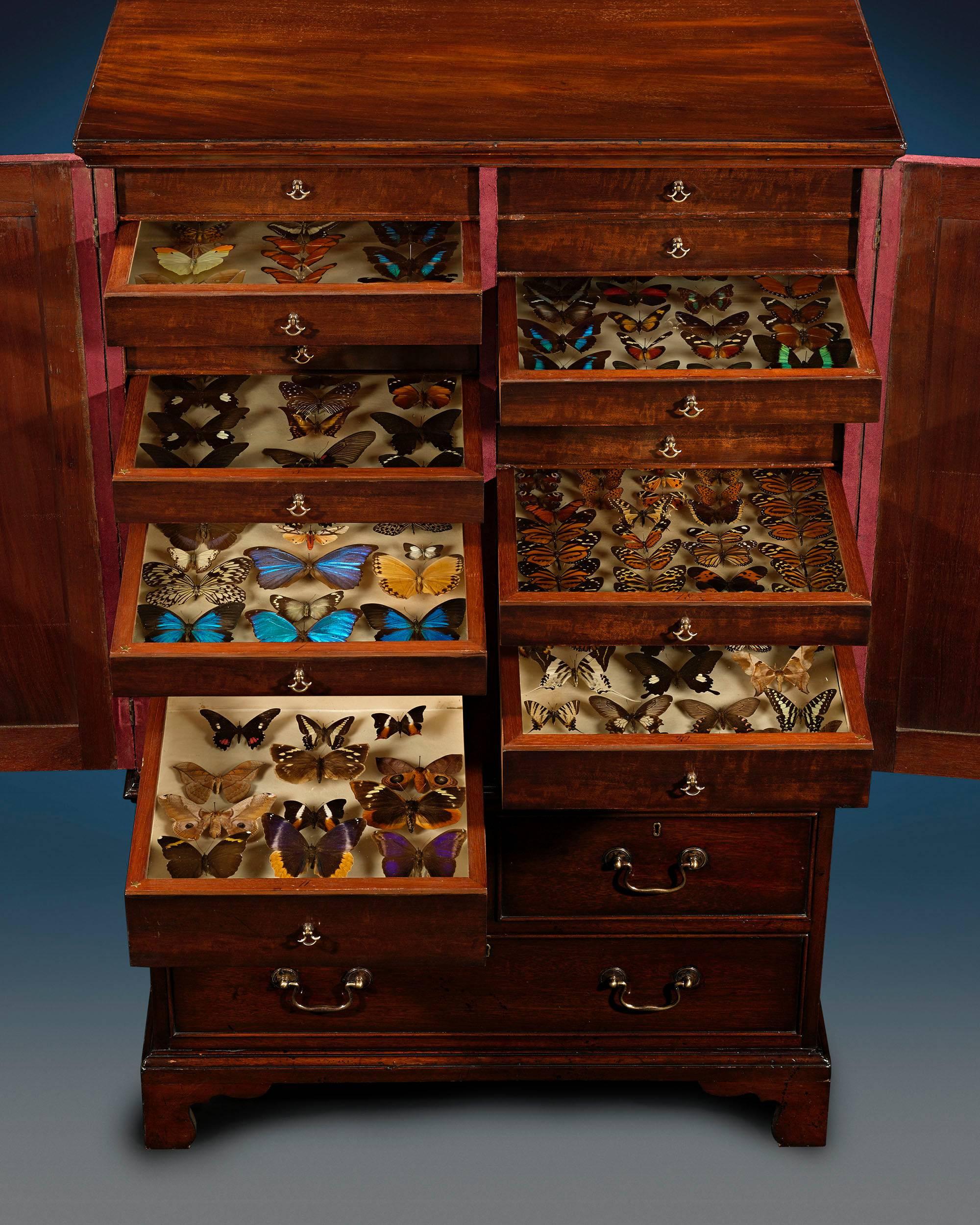 Certaines des espèces de papillons les plus étonnantes du monde sont exposées dans ce magnifique meuble de collection en acajou. Les tiroirs de l'armoire contiennent des centaines de papillons et de mites:: avec des dessus en verre bien ajustés pour