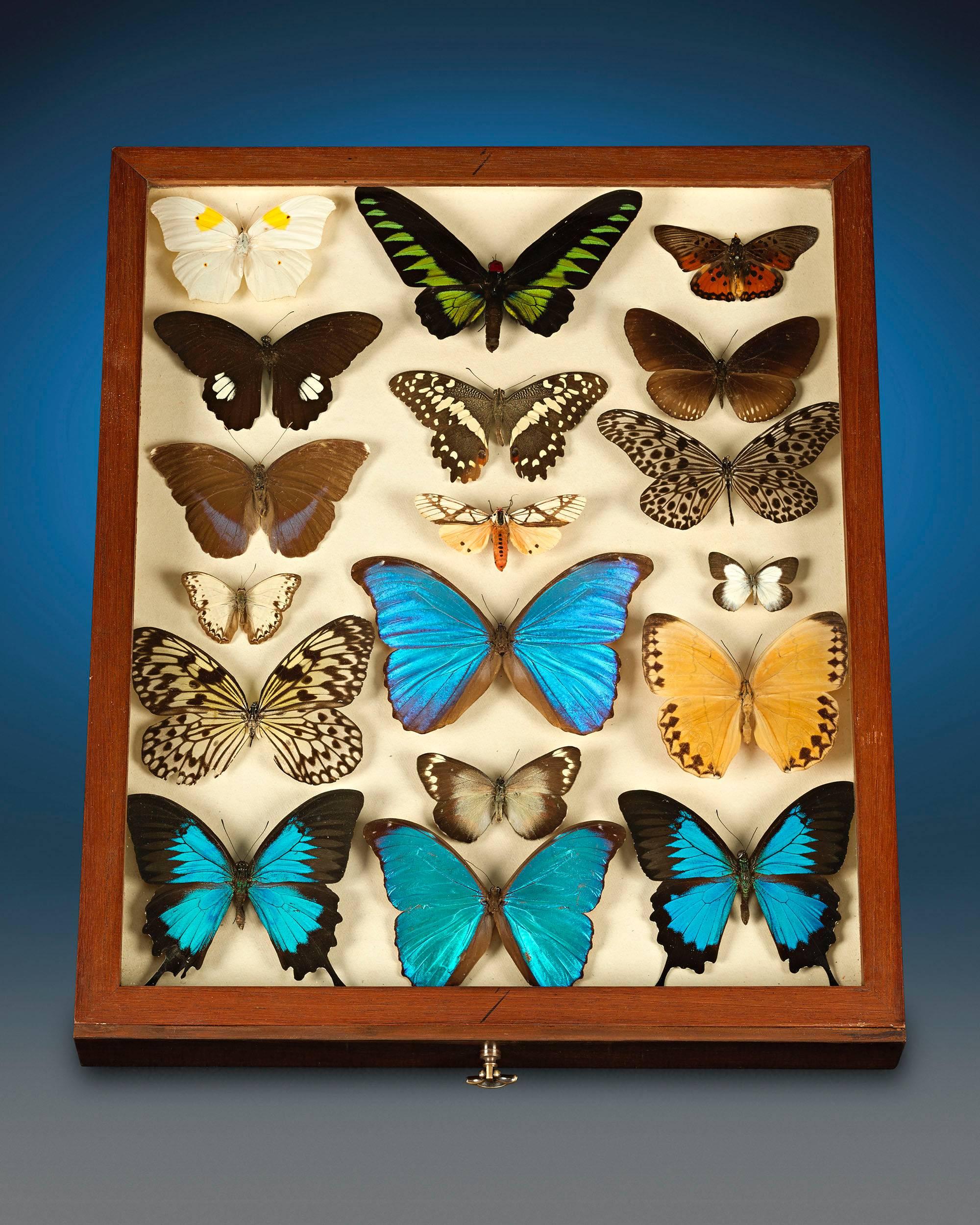 Anglais Armoire à papillons en acajou