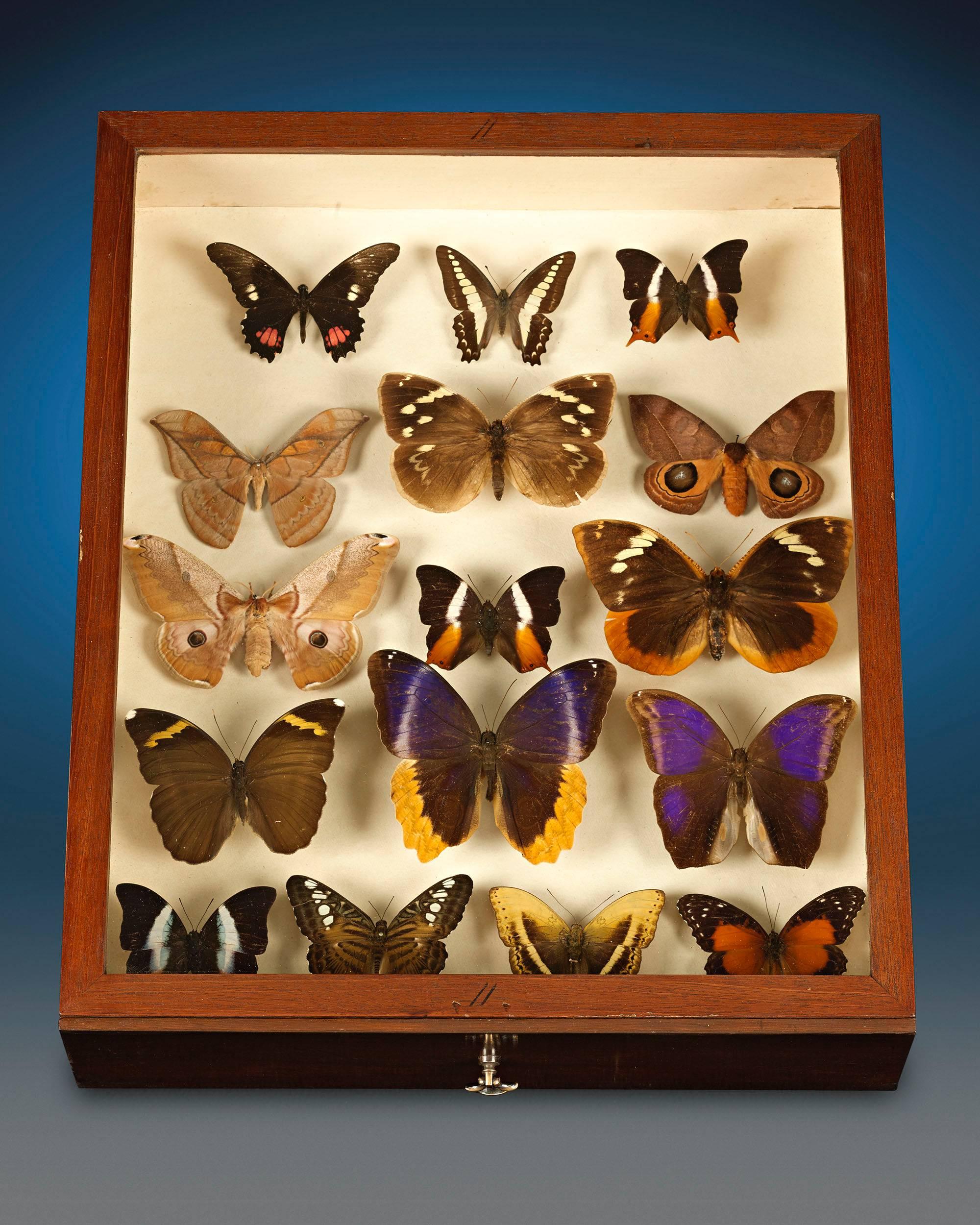 Other Mahogany Butterfly Cabinet