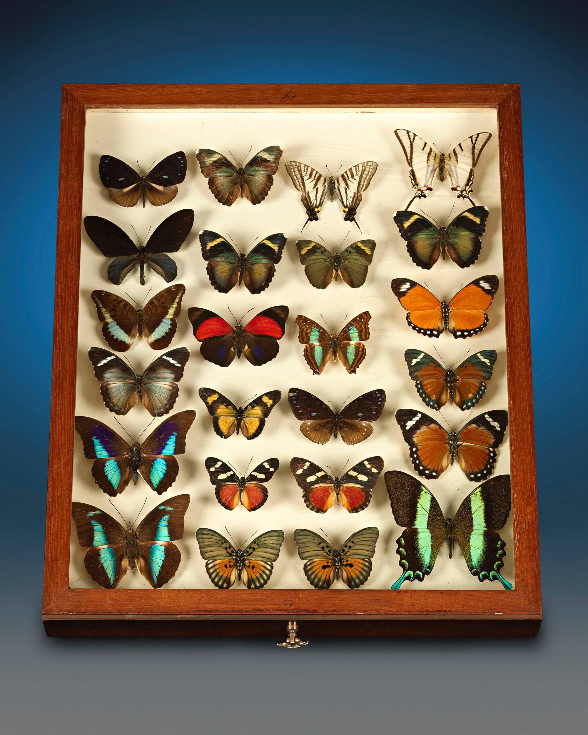 19th Century Mahogany Butterfly Cabinet