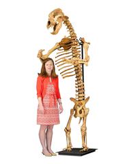 Rare Ice Age Cave Bear Skeleton