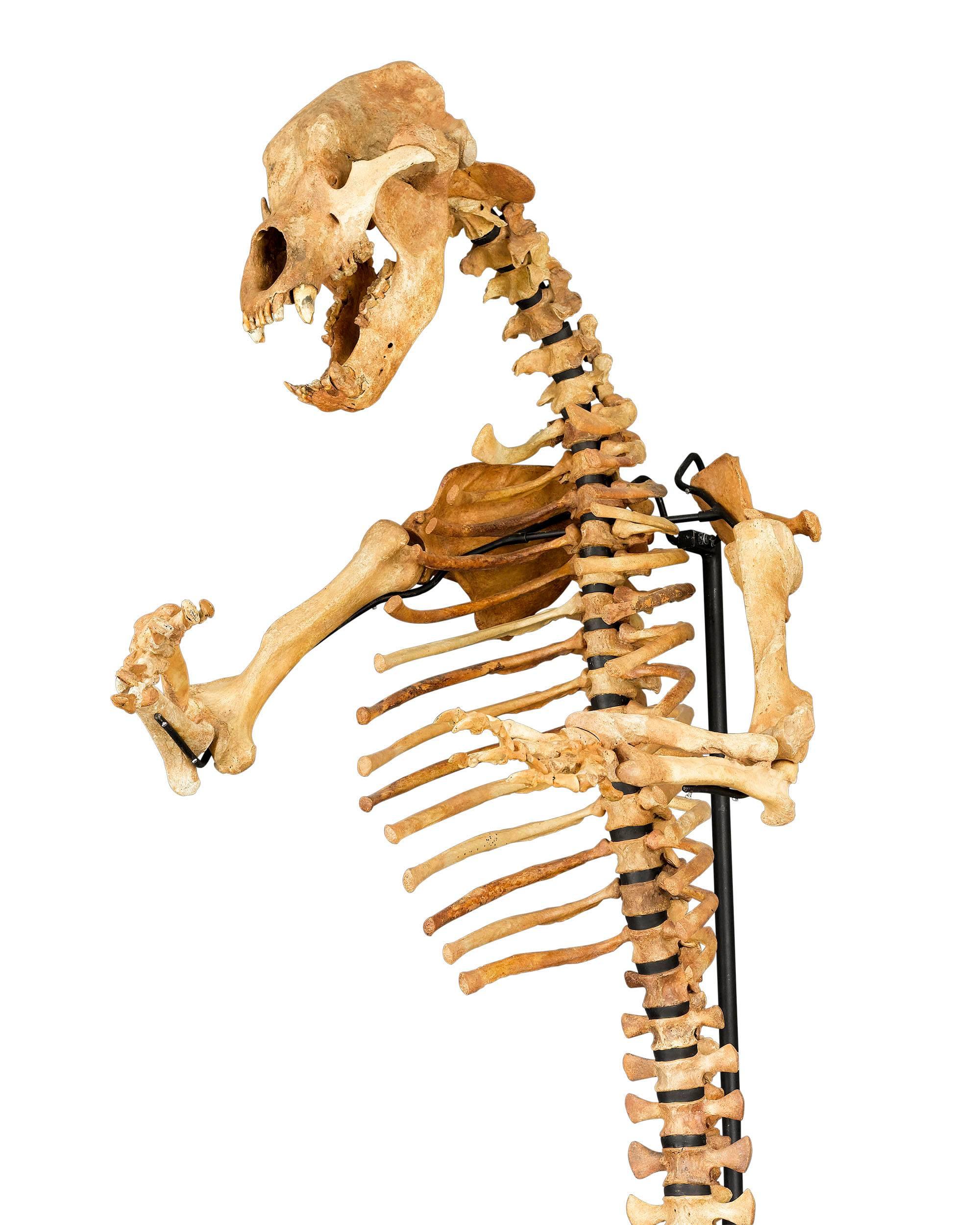 cave bear skeleton for sale
