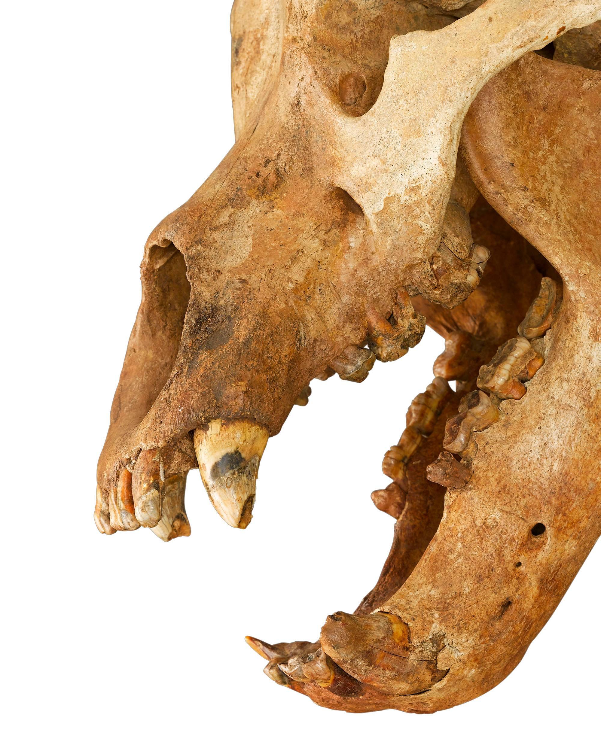 bear skeleton standing