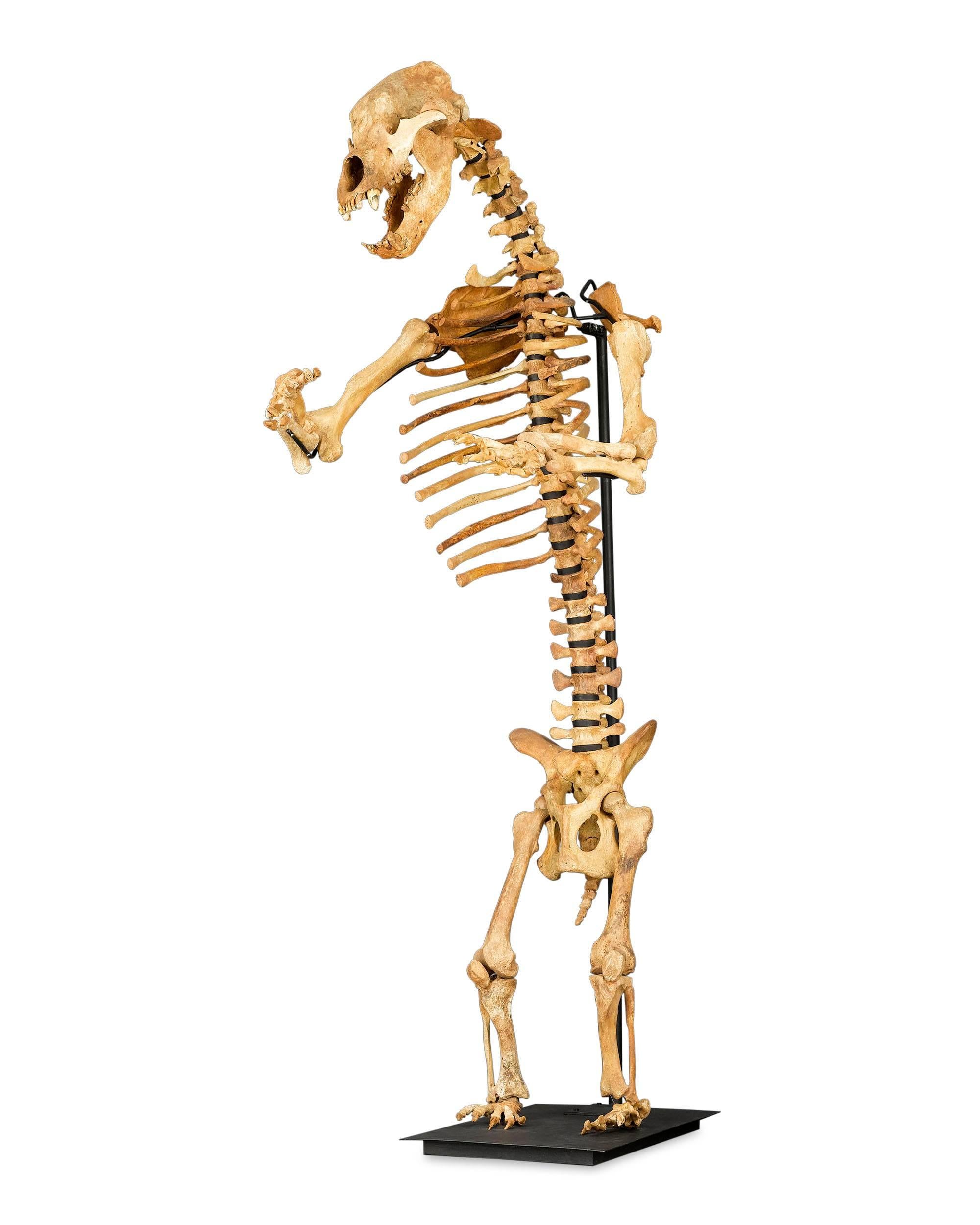 Other Rare Ice Age Cave Bear Skeleton