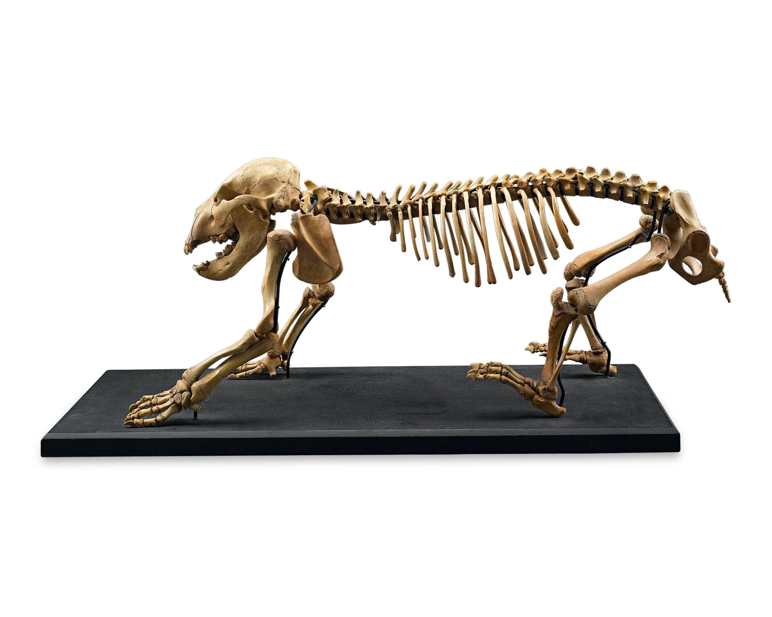 This extraordinary Ice Age Siberian cave bear cub skeleton, believed to be from the species Ursus spelaeus, is an incredible relic of prehistoric times. This juvenile was discovered in the 1960s and is in a magnificently preserved. This species was