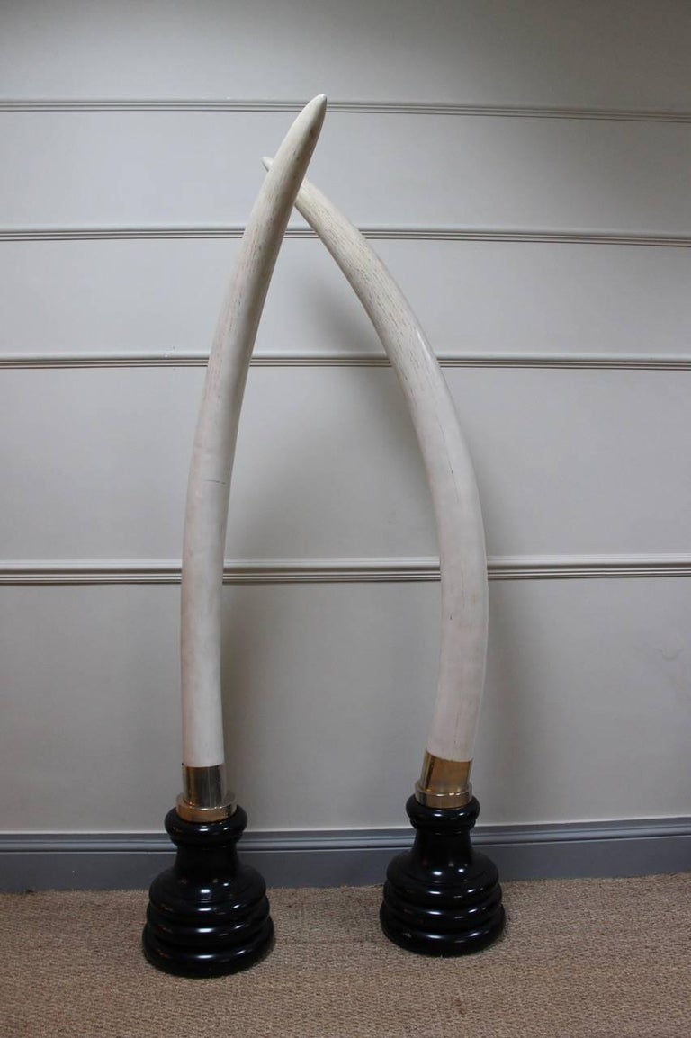Outstanding and Very Large Pair of Faux Elephant Tusks For Sale at 1stDibs