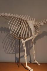 Vetinary Sheep Skeleton, circa 1950s