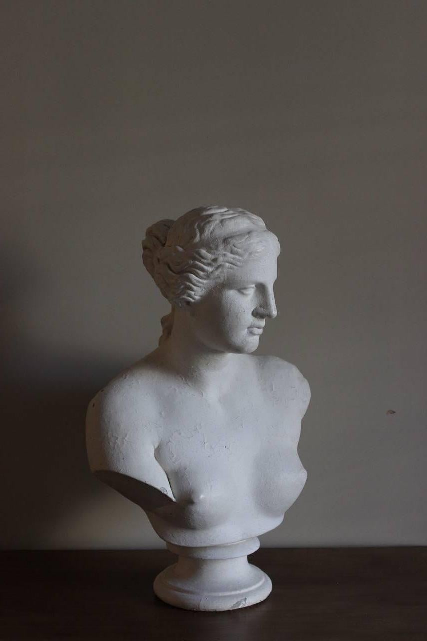 European Large Classical Plaster Bust by D. Brucianni
