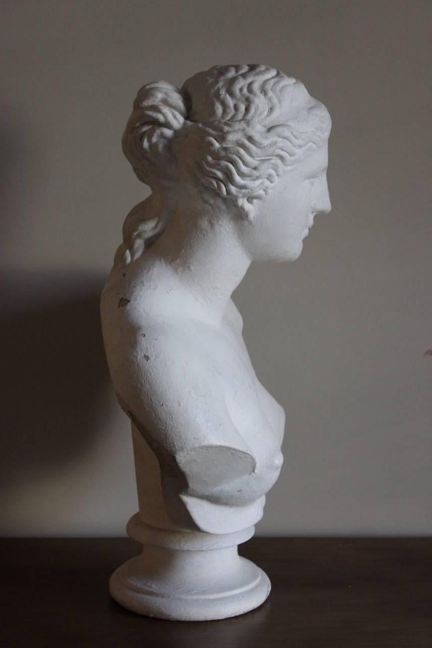 Painted Large Classical Plaster Bust by D. Brucianni