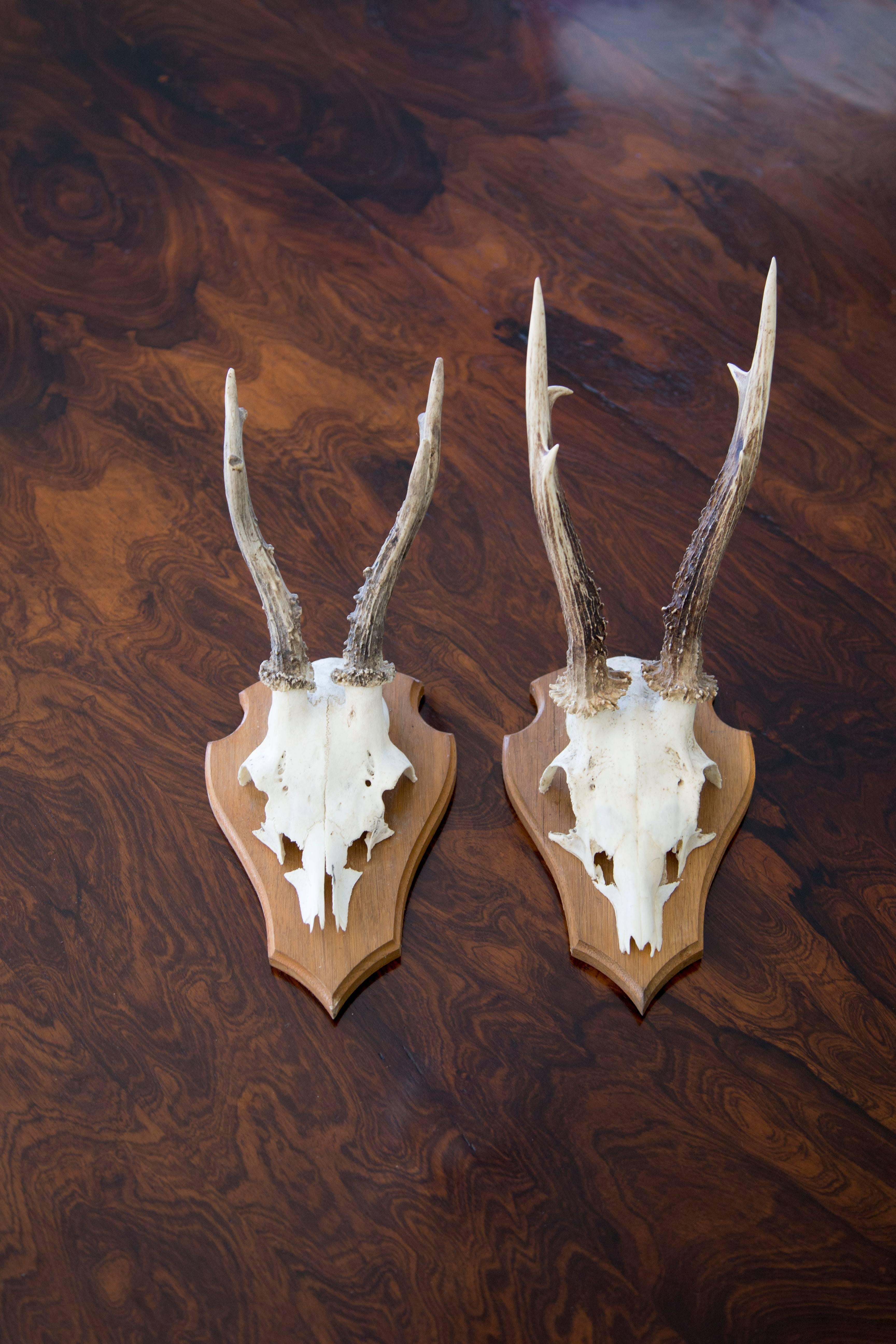 Purchased in London in 2016, European roebuck antlers mounted on wood plaques.