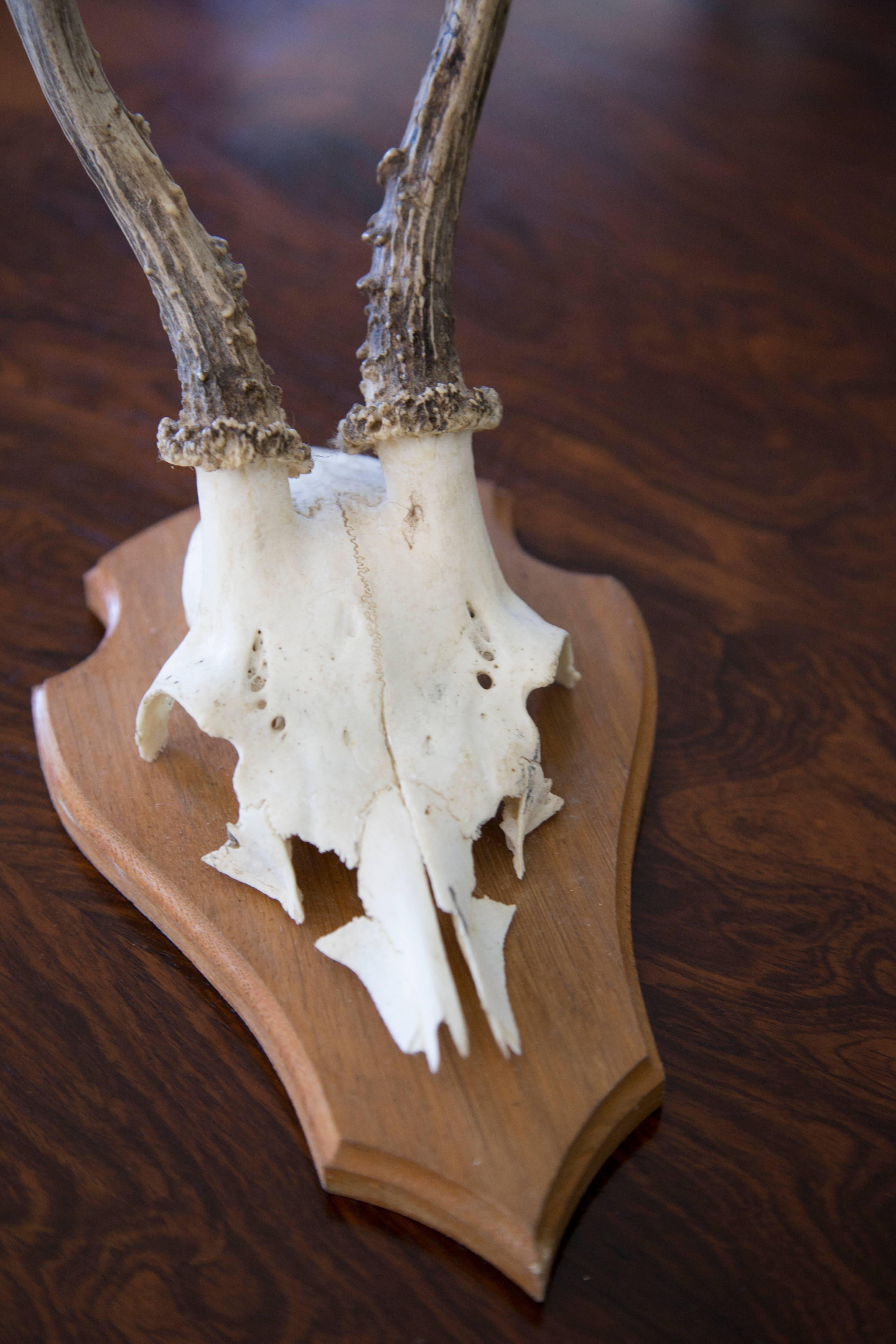 German Sixteen Roebuck Antlers For Sale