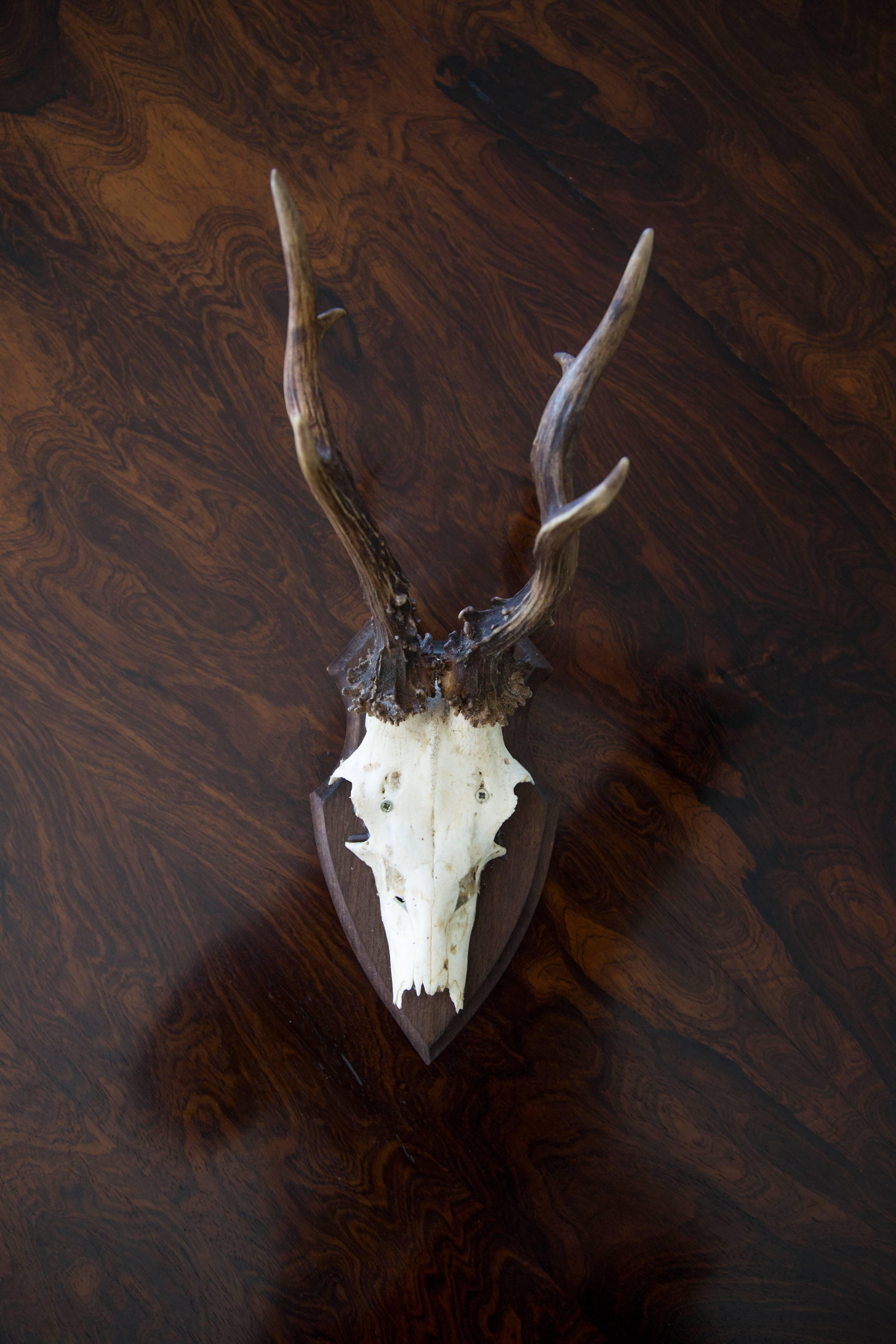 Sixteen Roebuck Antlers In Excellent Condition For Sale In Savannah, GA