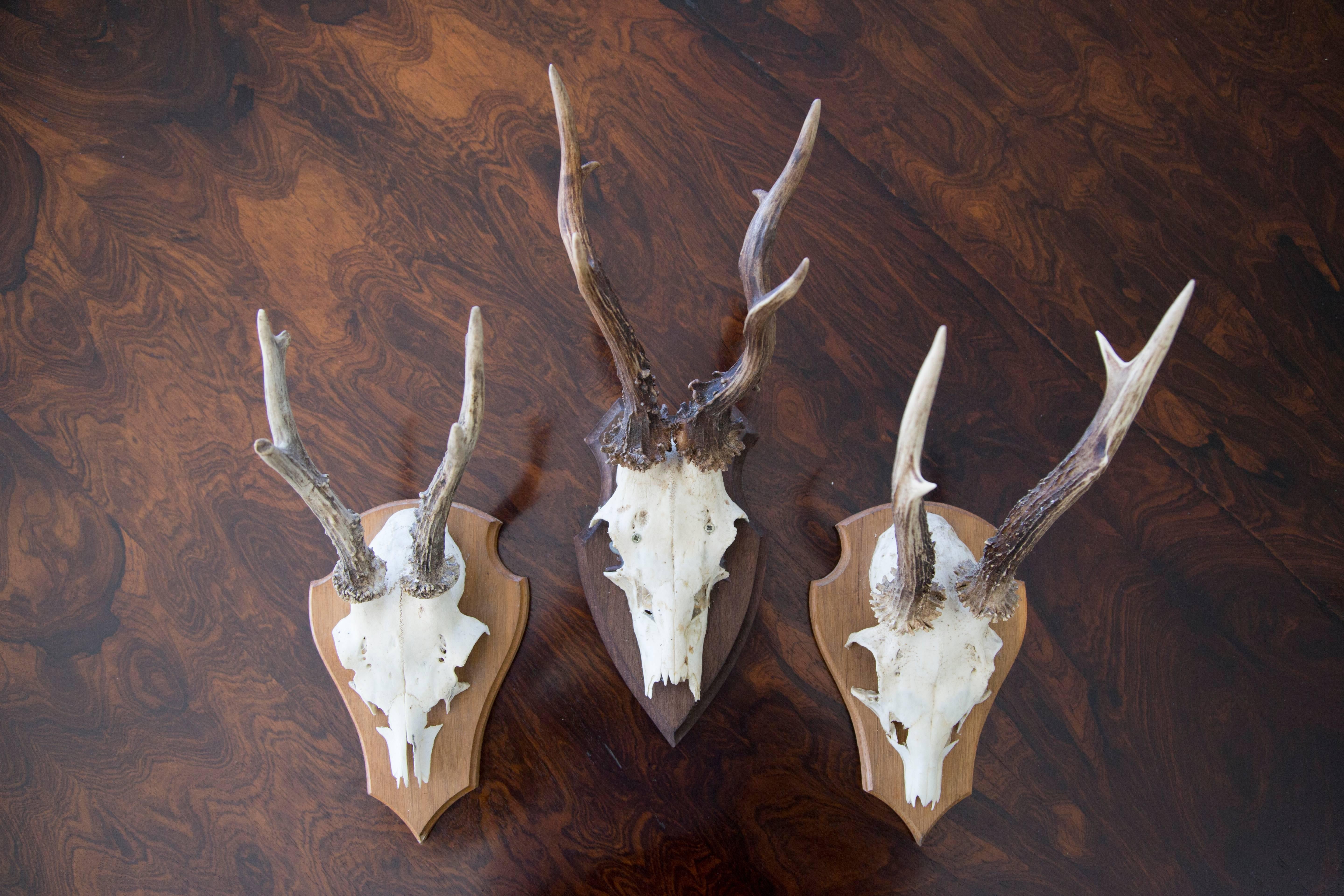19th Century Sixteen Roebuck Antlers For Sale