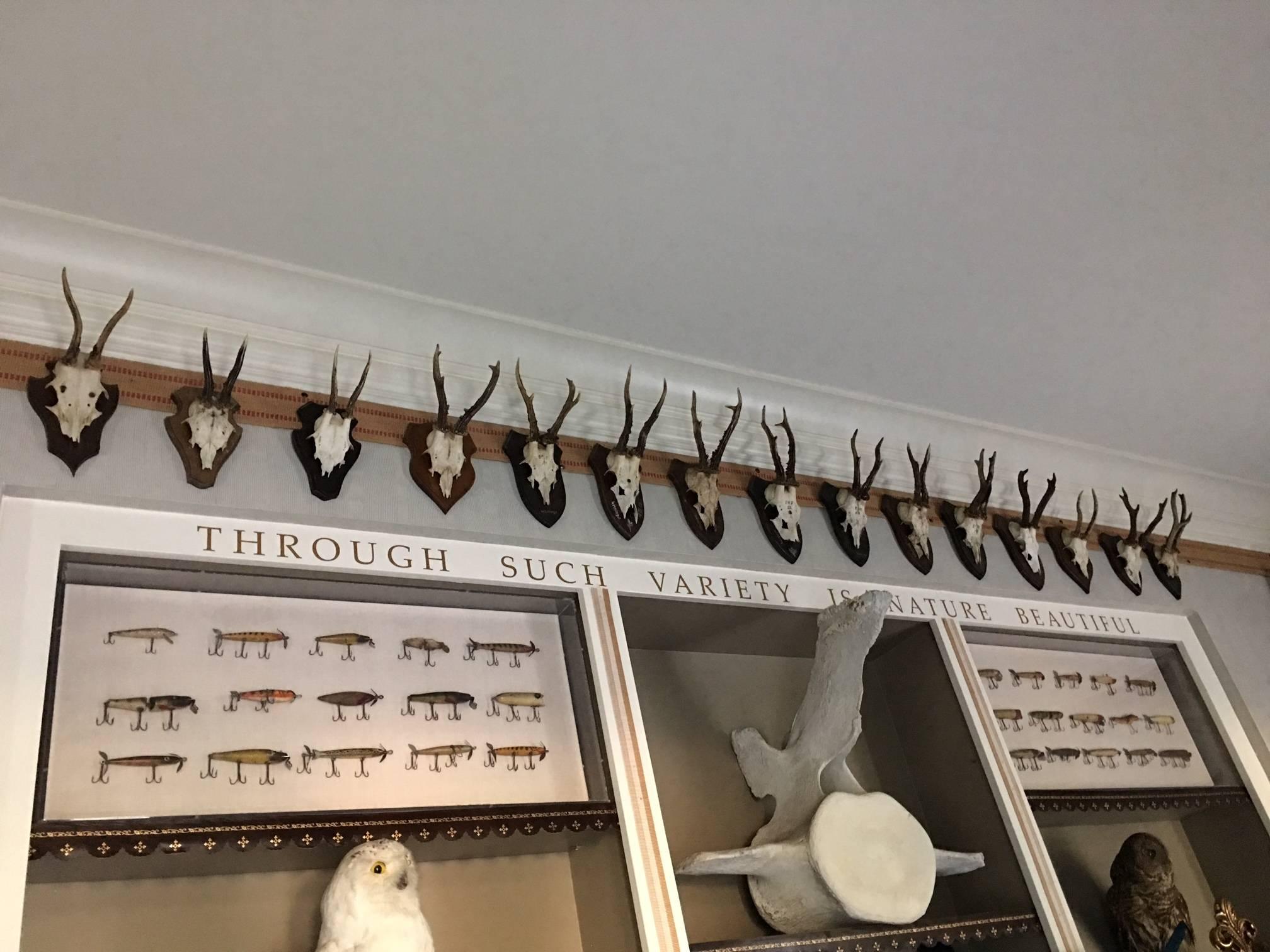 Sixteen Roebuck Antlers For Sale 1