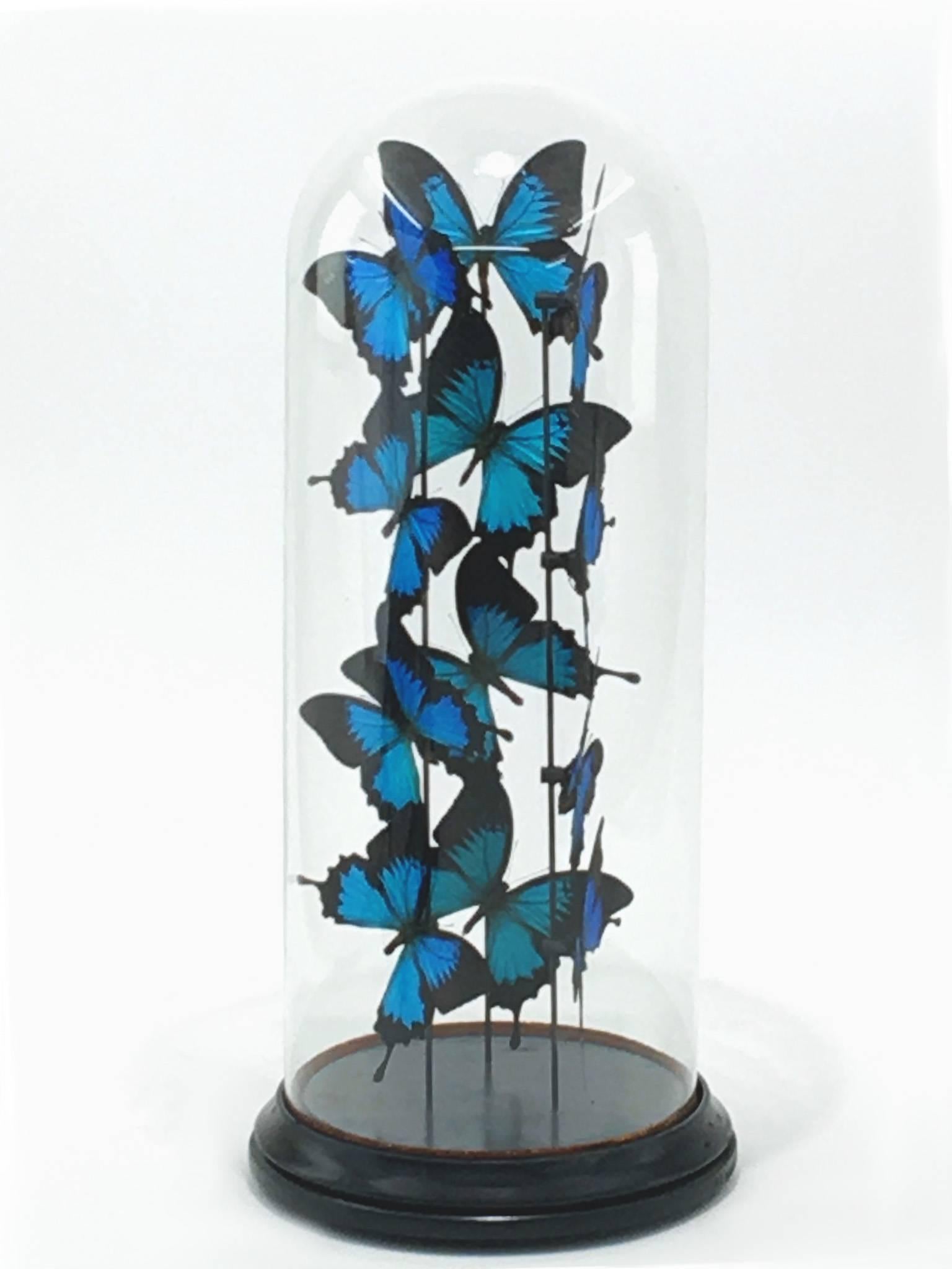 Butterflies Ulisses flight arranged under a glass globe framework, Taxidermie, Globe de Marié. Objet de Curiosité.
The Glode de Marié is from 1950s.
Butterfly