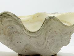 Beautiful Natural Patina, Clam Shell, Vide Poche, Bowl