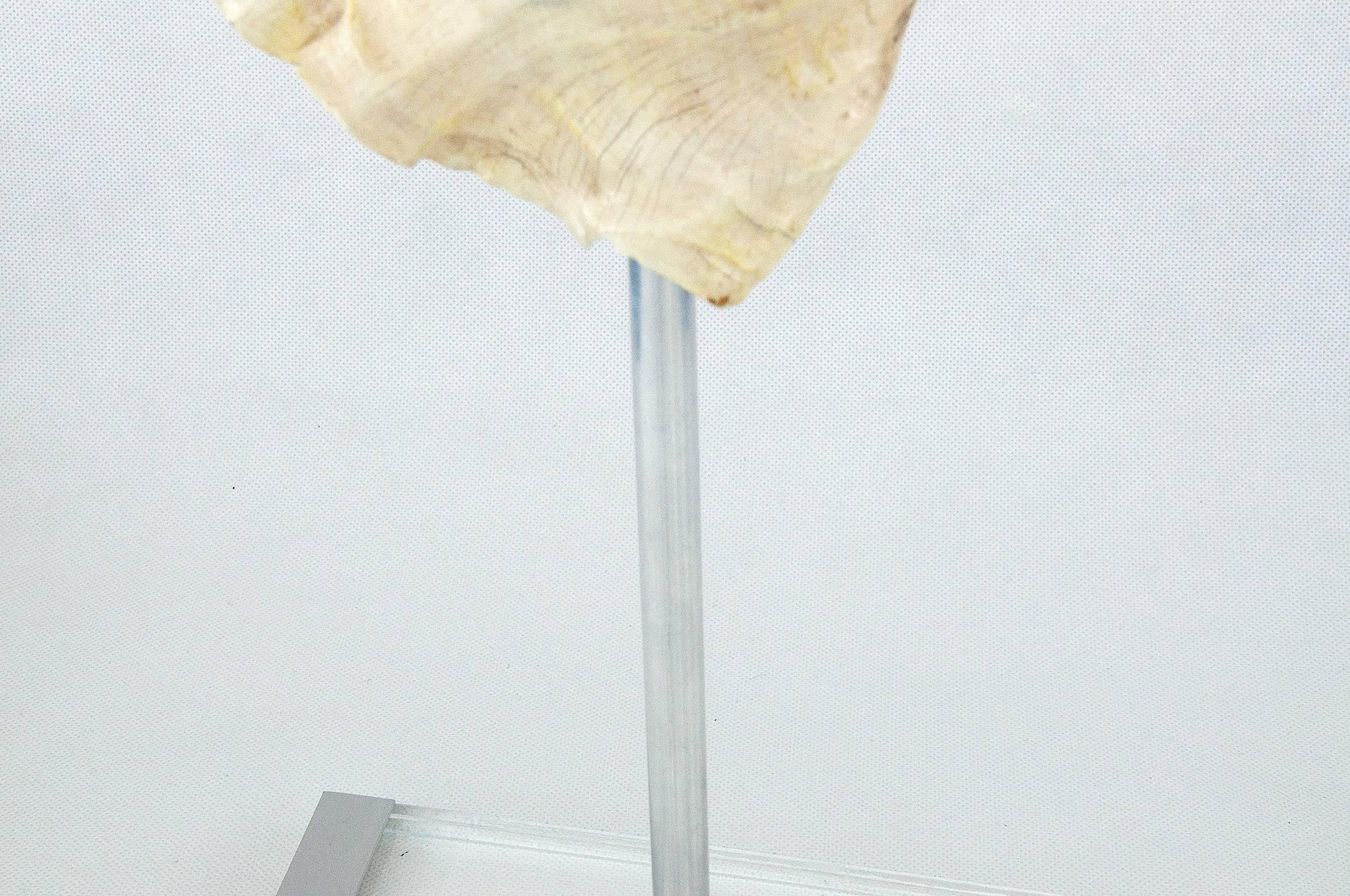 20th Century Large Conch Shell Mounted on a Plexiglass Stand